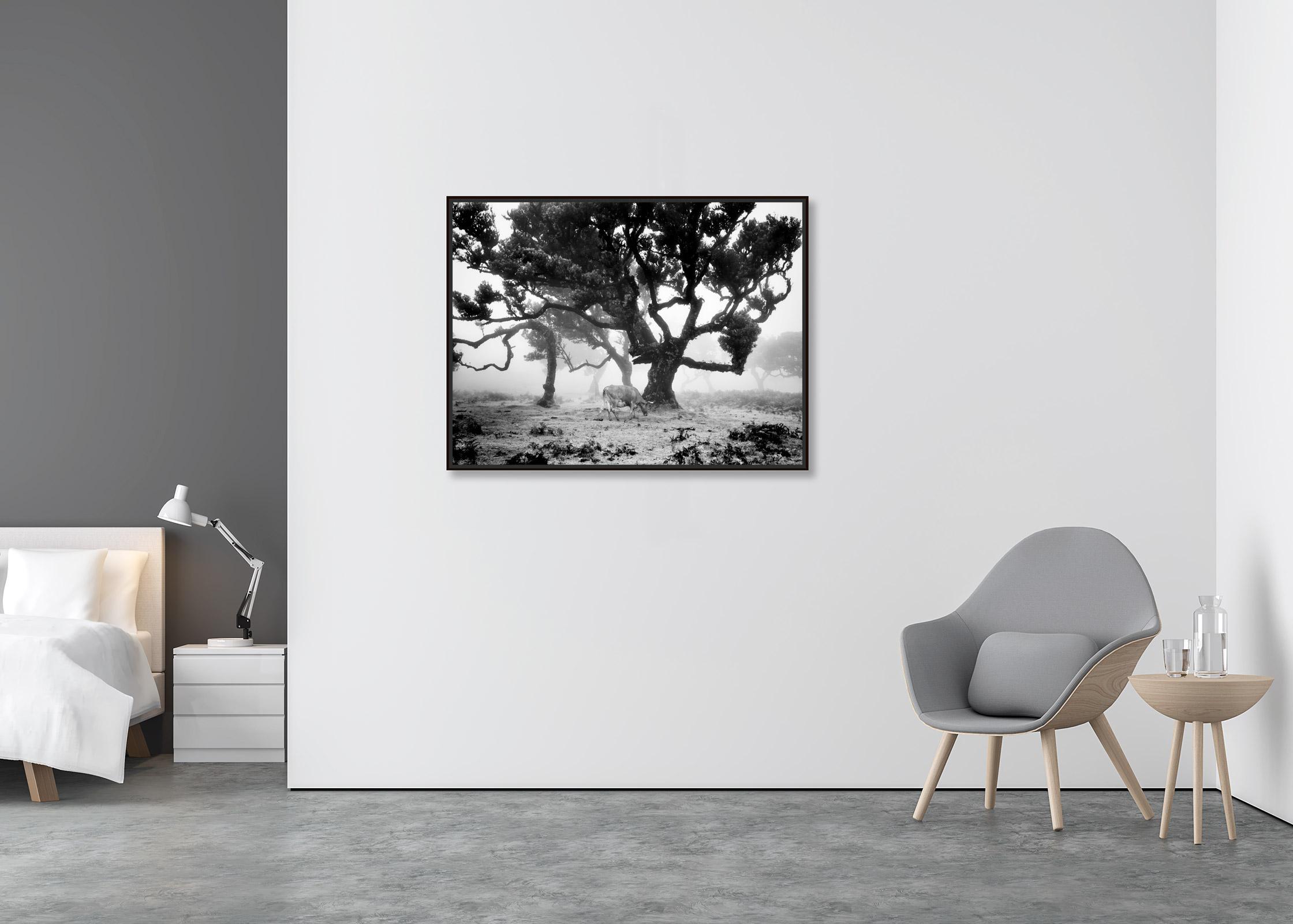 Cows on the foggy pasture, black and white photography, fine art landscape - Contemporary Photograph by Gerald Berghammer