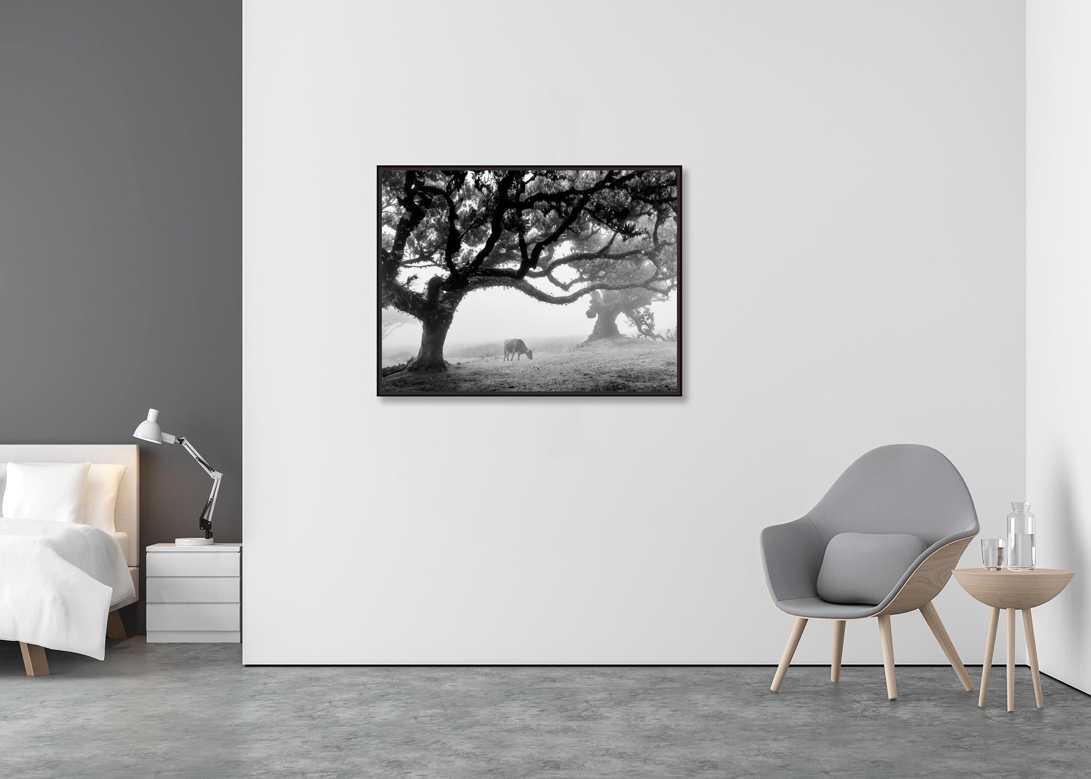Cows on the foggy Pasture, Madeira, black and white, landscape photography - Contemporary Photograph by Gerald Berghammer