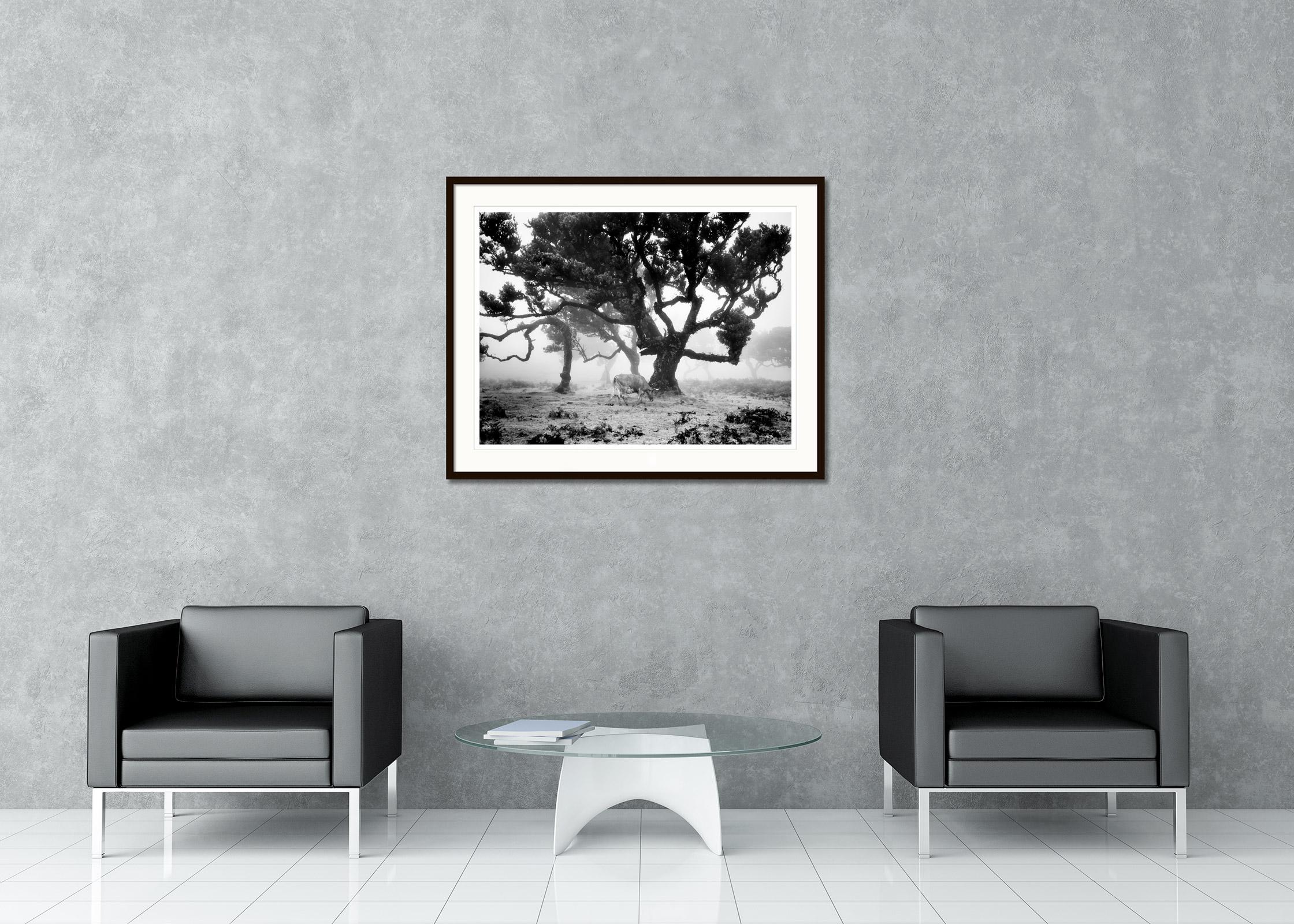 Black and White Fine Art landscape photography. Fairy forest of madeira in the fog with cows and crooked trees, Fanal, Portugal. Archival pigment ink print, edition of 8. Signed, titled, dated and numbered by artist. Certificate of authenticity