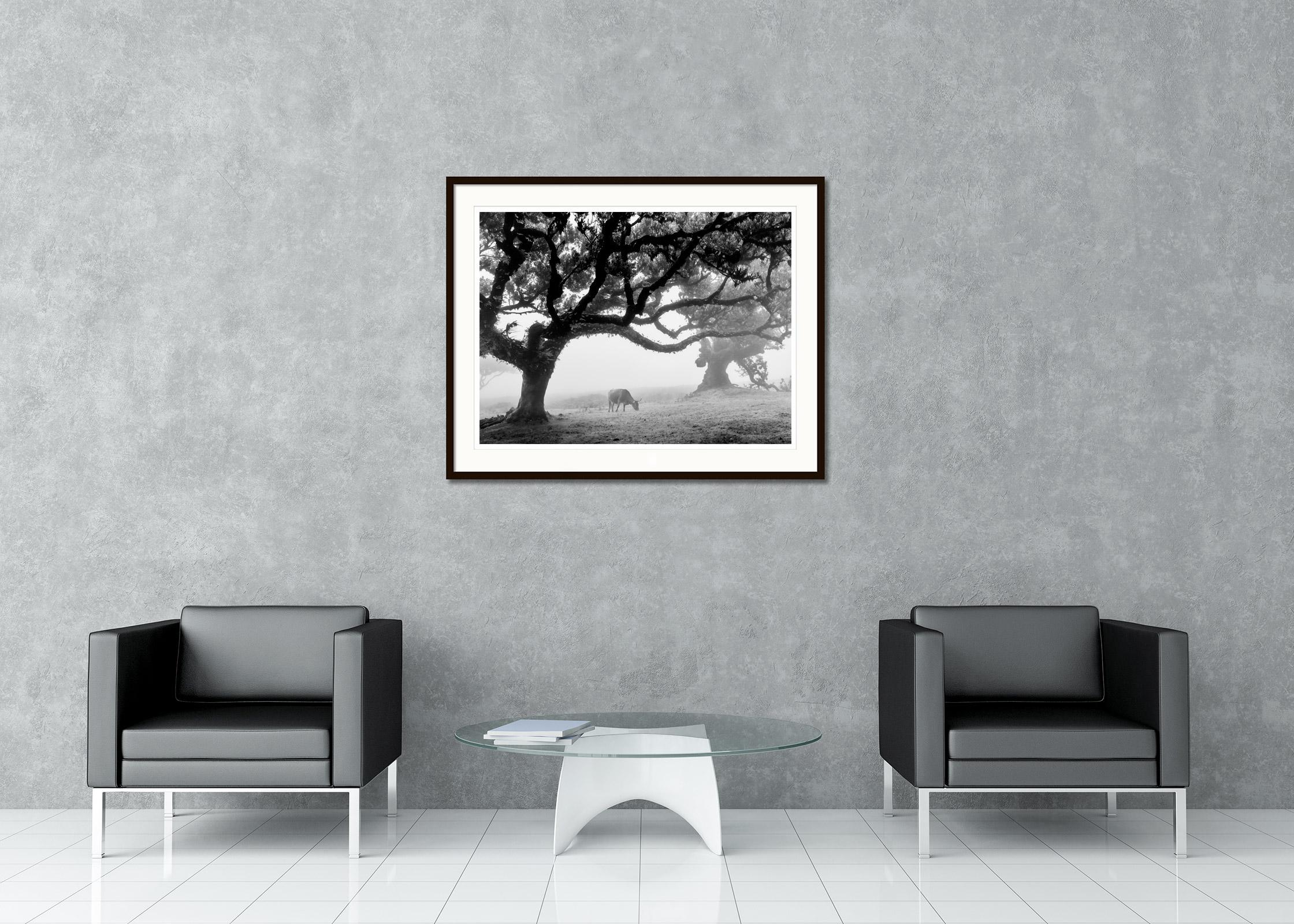 Black and white fine art landscape photography. Fairy forest of madeira in the fog with cows and crooked trees, Fanal, Portugal. Archival pigment ink print as part of a limited edition of 7. All Gerald Berghammer prints are made to order in limited