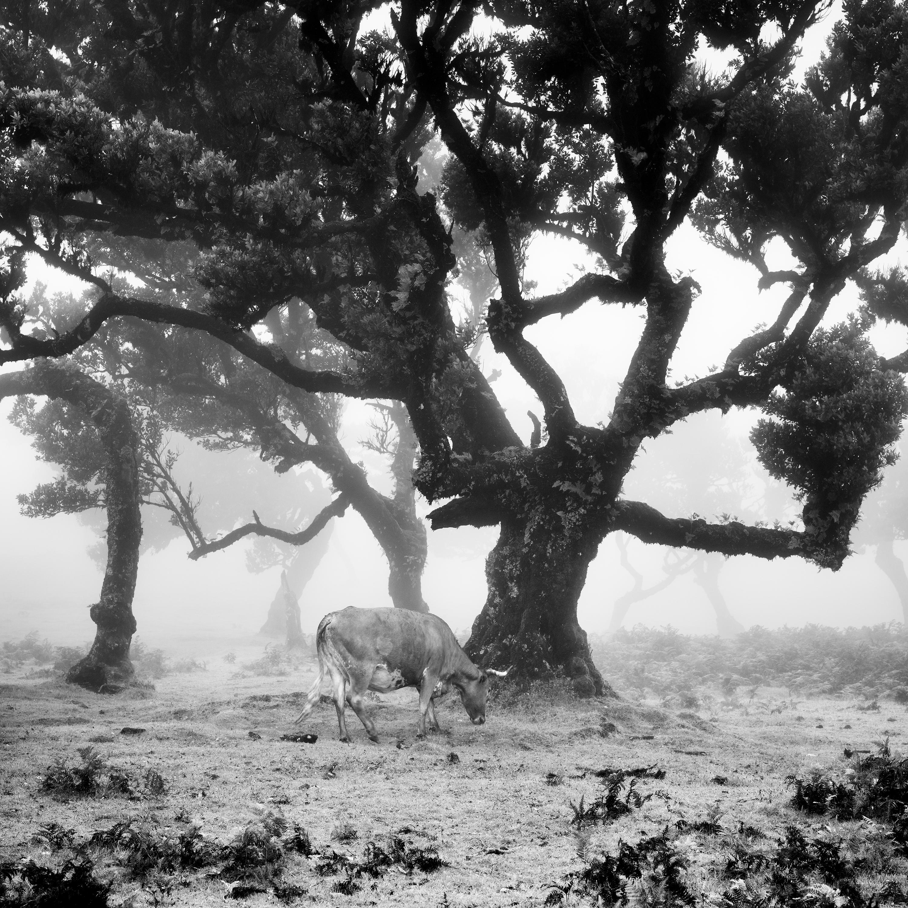 Cows on the foggy pasture, black and white photography, fine art landscape For Sale 3