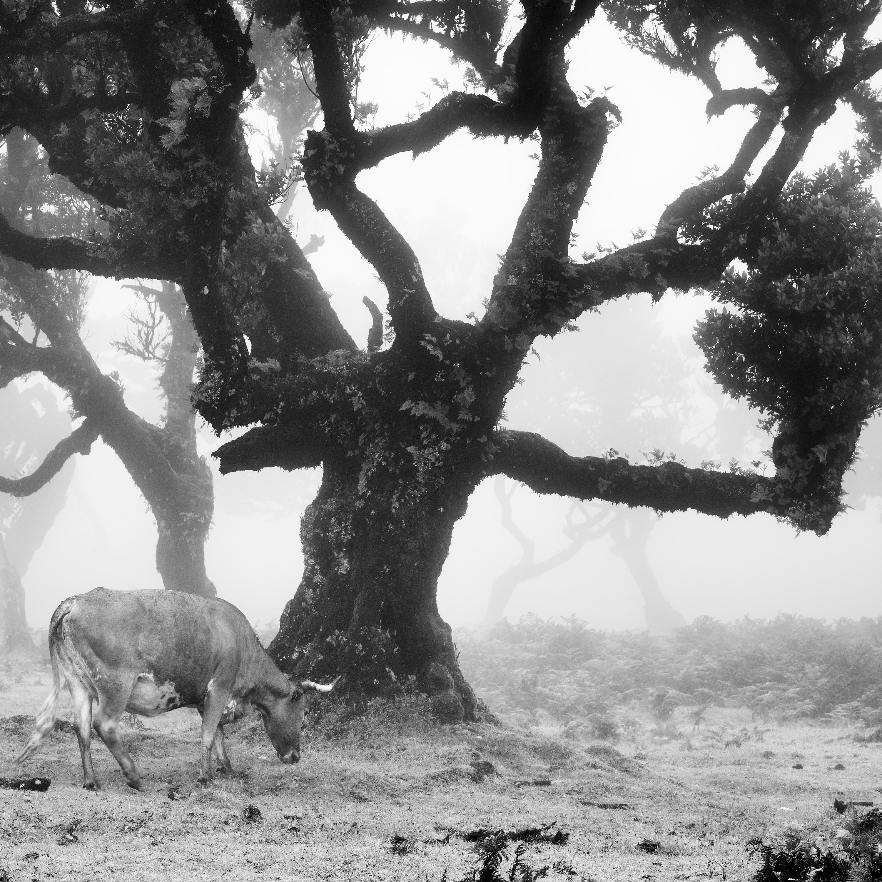 Cows on the foggy pasture, black and white photography, fine art landscape For Sale 4