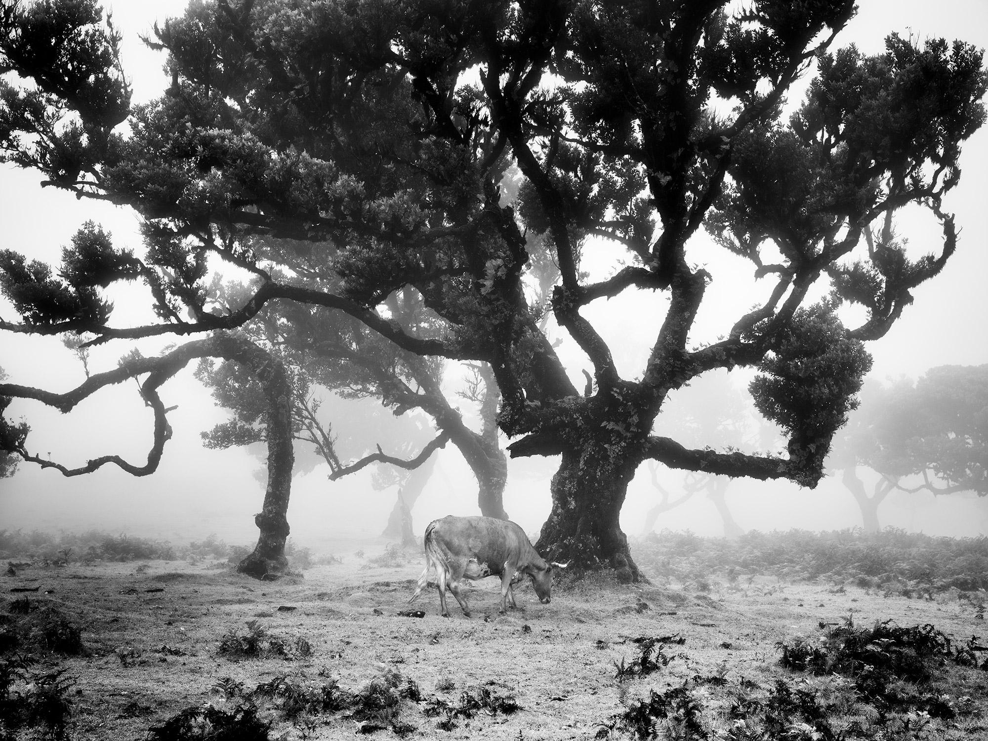 Les vaches dans un pâturage brumeux, photographie en noir et blanc, beaux-arts paysage