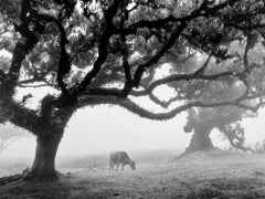 Kühe auf der nebligen Pasture, Madeira, Schwarz-Weiß-Fotografie, Landschaft, Kunst