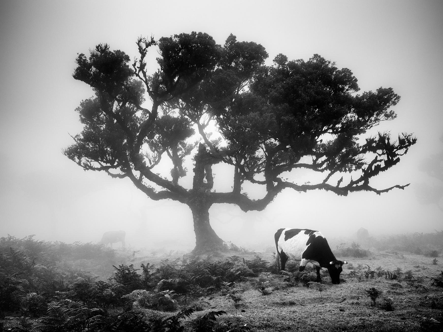 Gerald Berghammer Landscape Photograph - Cows on the foggy Pasture, fairy Forest, black and white photography, landscape