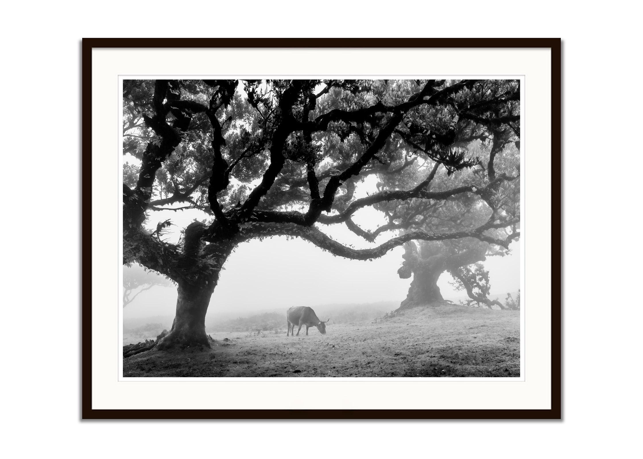 Cows on the foggy pasture Madeira black and white art landscape photography - Black Black and White Photograph by Gerald Berghammer