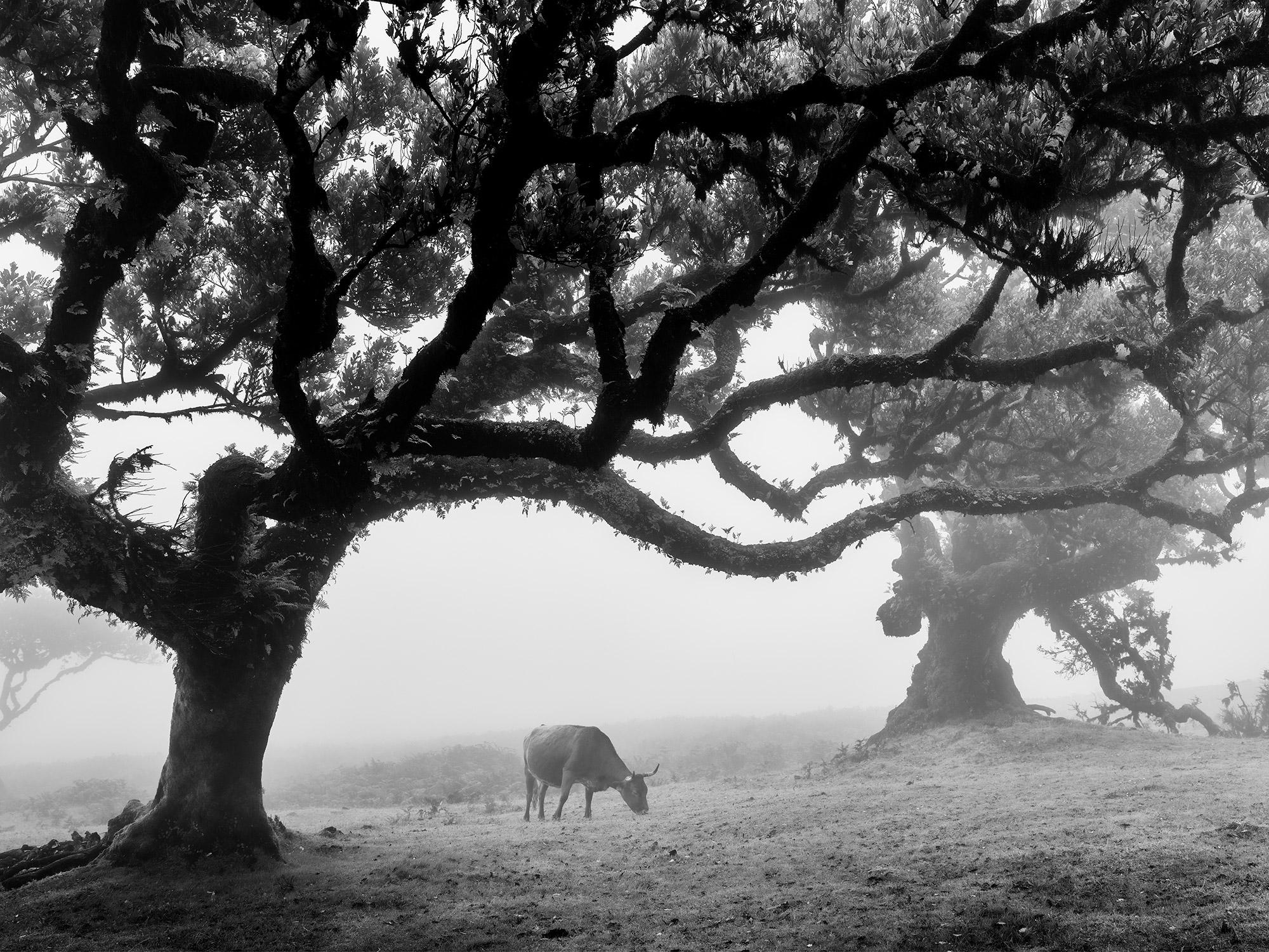 Gerald Berghammer Black and White Photograph - Cows on the foggy pasture Madeira black and white art landscape photography