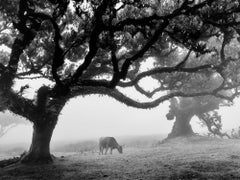 Cows on the foggy pasture, Madeira, black and white art photography, landscape