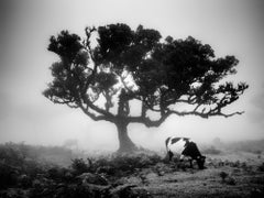 Cows on the foggy pasture, Madeira, black and white photography, art landscape