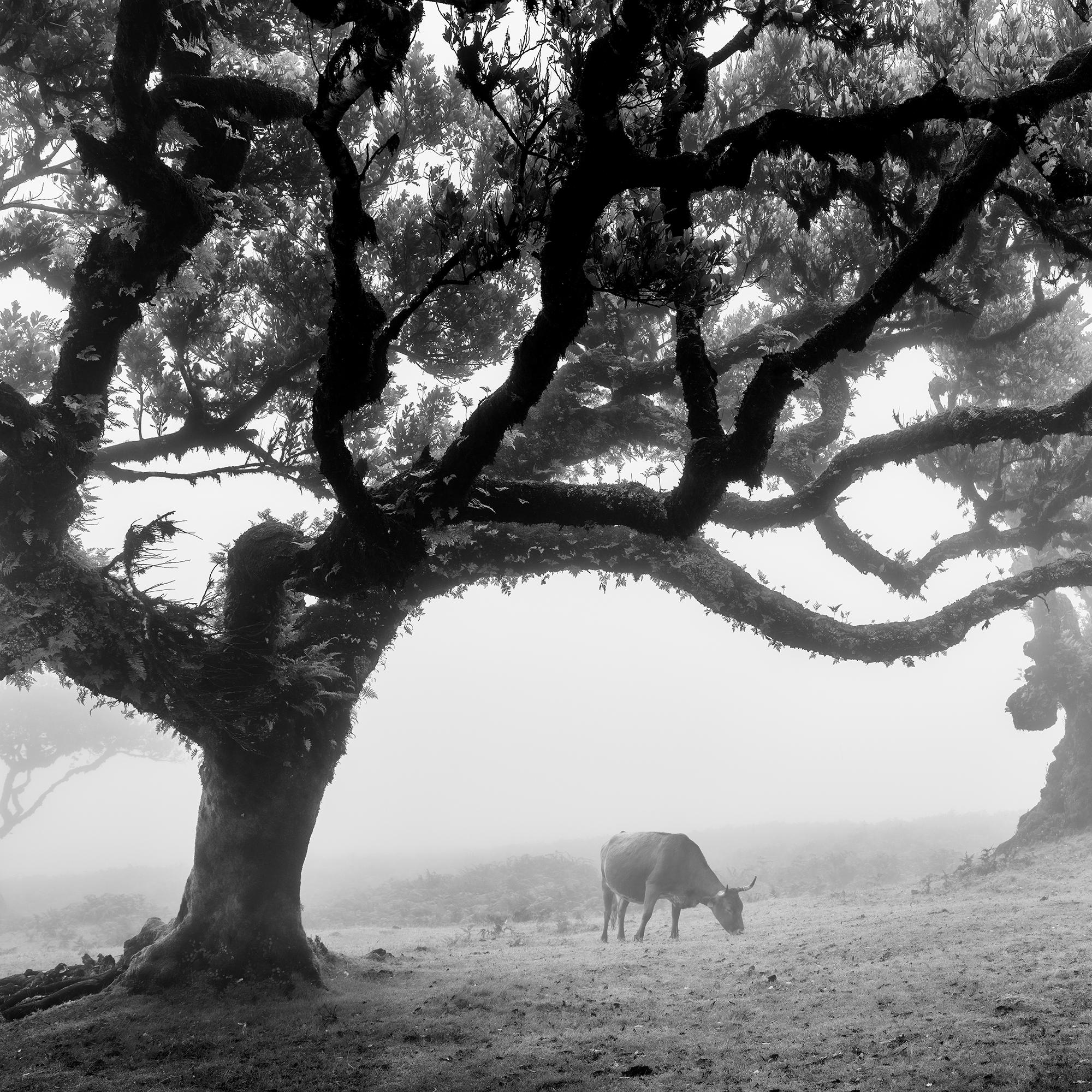 Mucche sul pascolo nebbioso, Madeira, fotografia in bianco e nero, paesaggio, arte in vendita 4