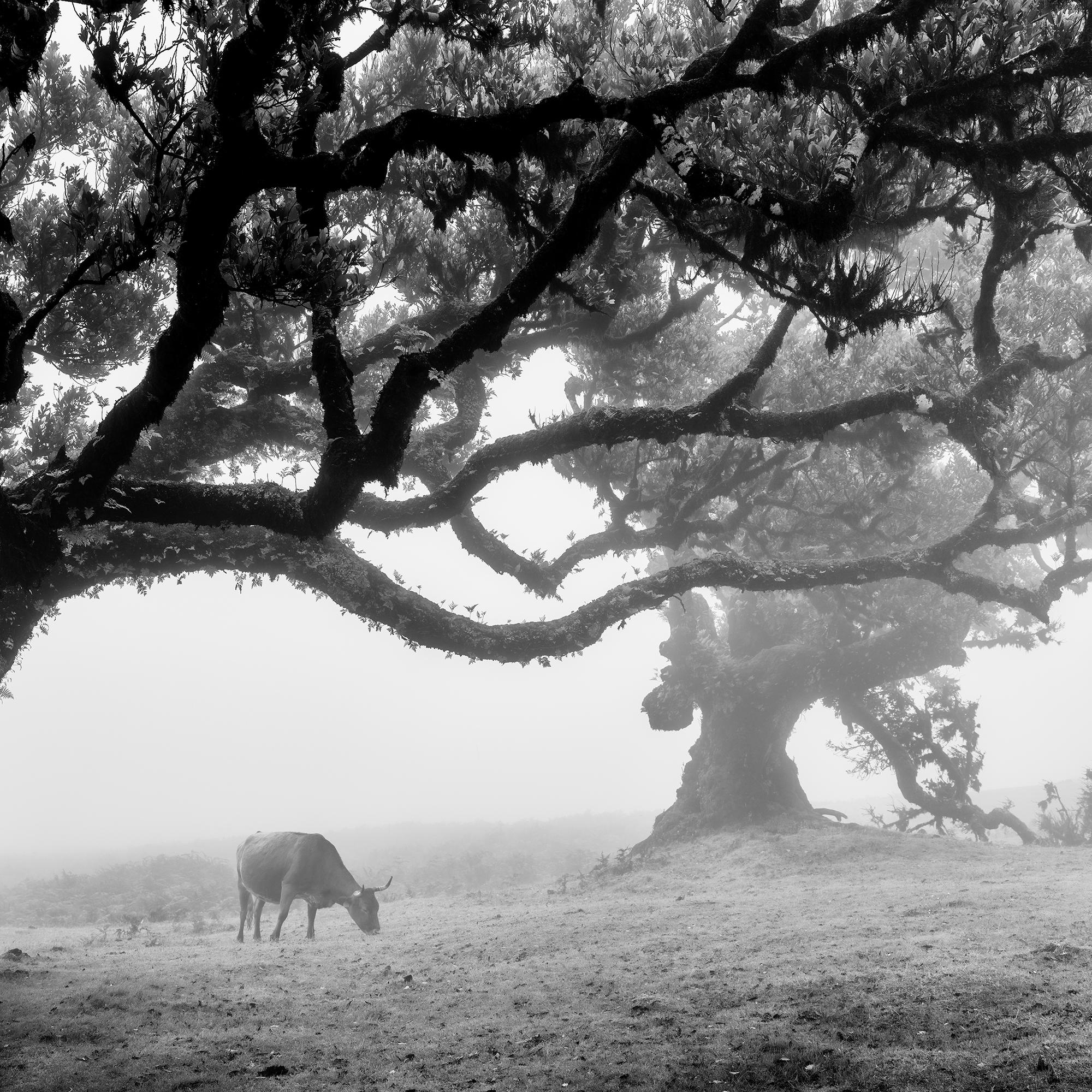Mucche sul pascolo nebbioso, Madeira, fotografia in bianco e nero, paesaggio, arte in vendita 5