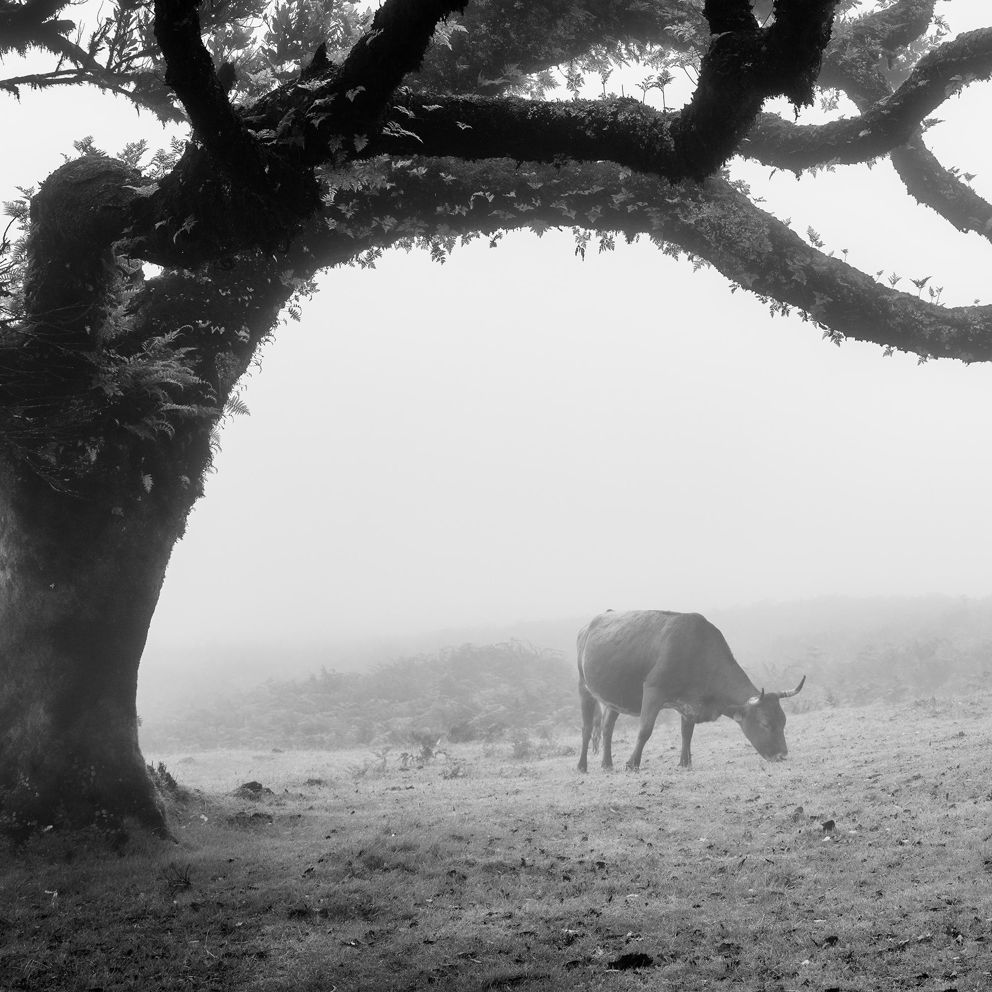 Mucche sul pascolo nebbioso, Madeira, fotografia in bianco e nero, paesaggio, arte in vendita 6