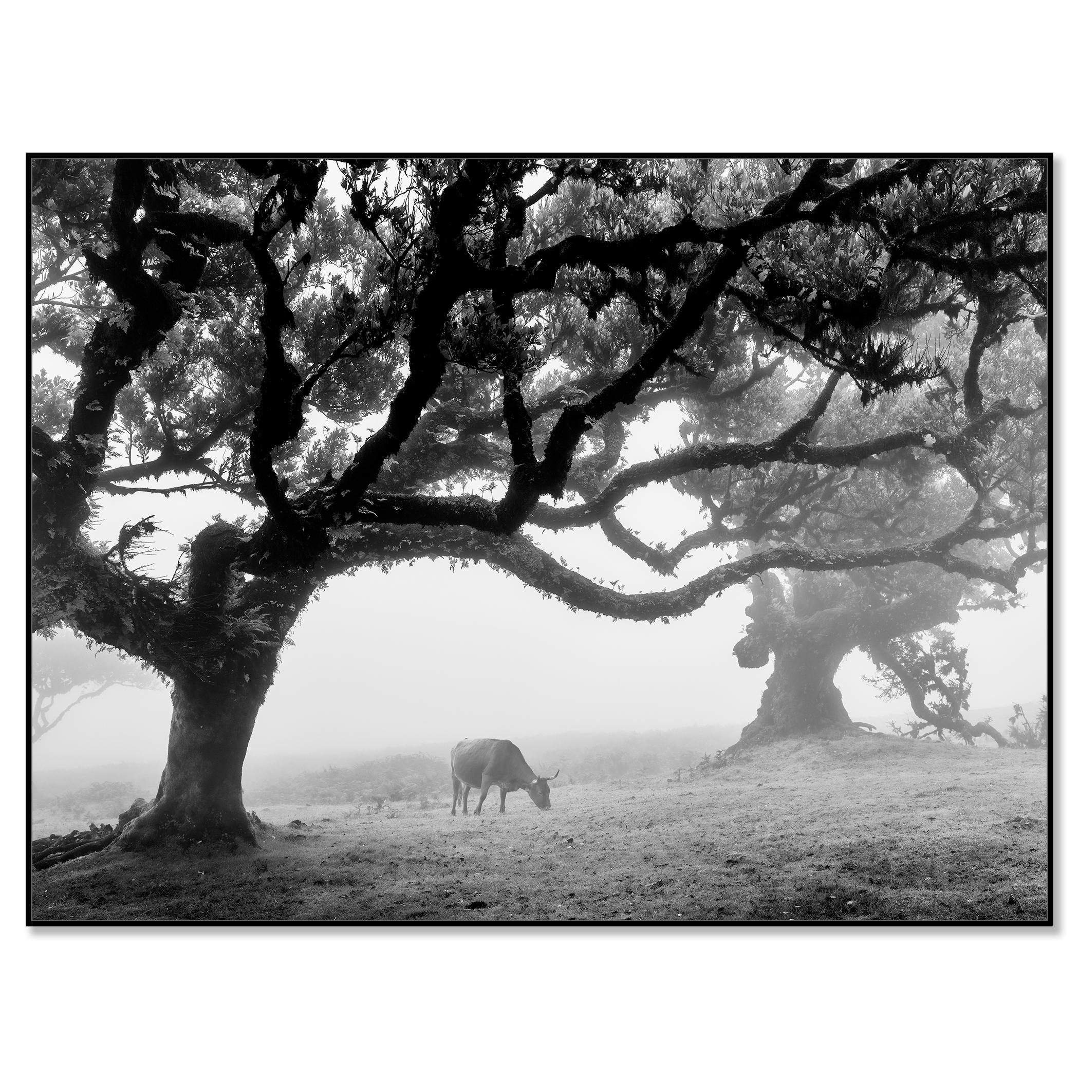 Mucche sul pascolo nebbioso, Madeira, fotografia in bianco e nero, paesaggio, arte - Photograph di Gerald Berghammer