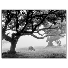 Vaches dans un pâturage brumeux, The, photographie noir et blanc, paysage, art