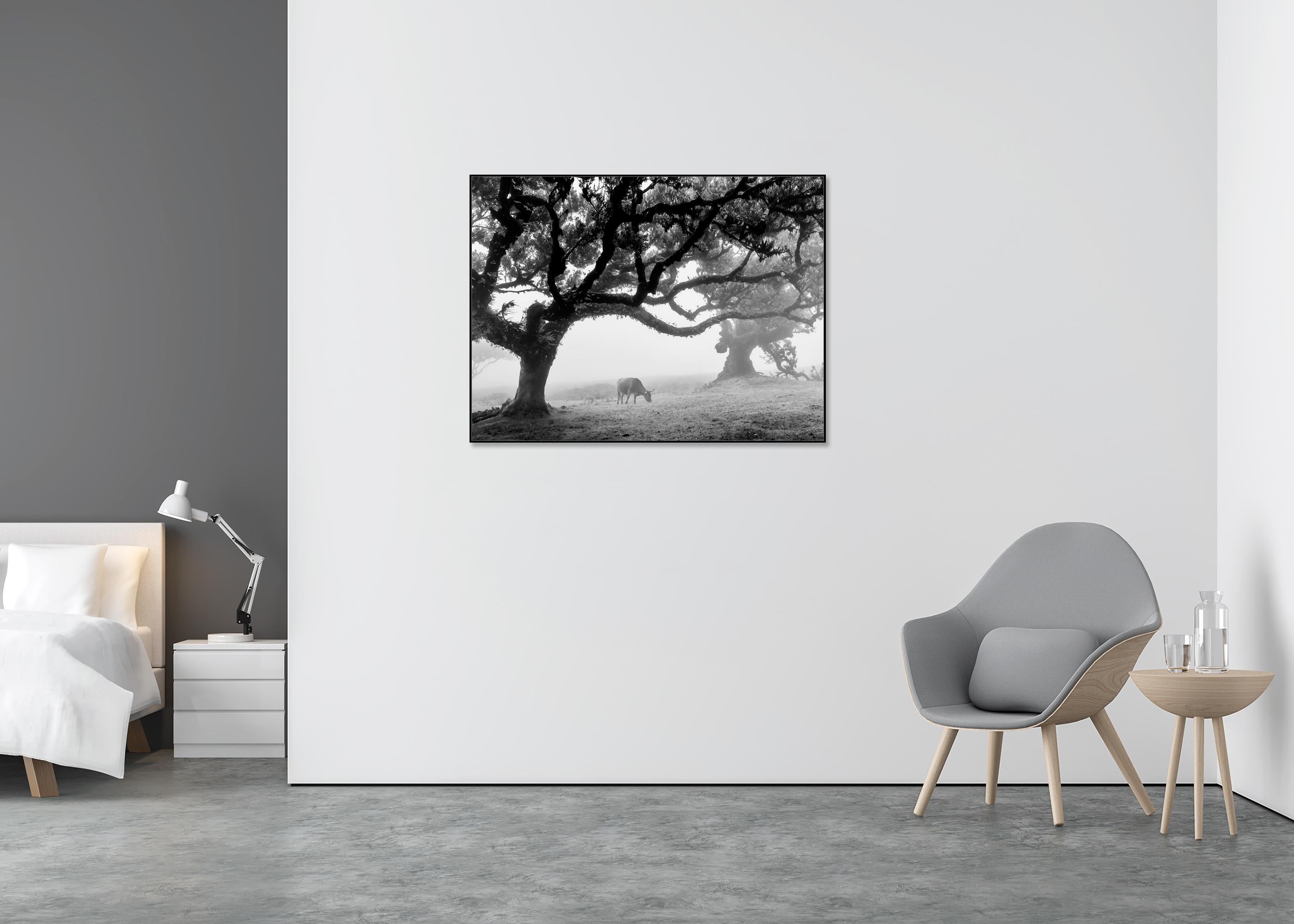 Mucche sul pascolo nebbioso, Madeira, fotografia in bianco e nero, paesaggio, arte - Photograph Contemporaneo di Gerald Berghammer