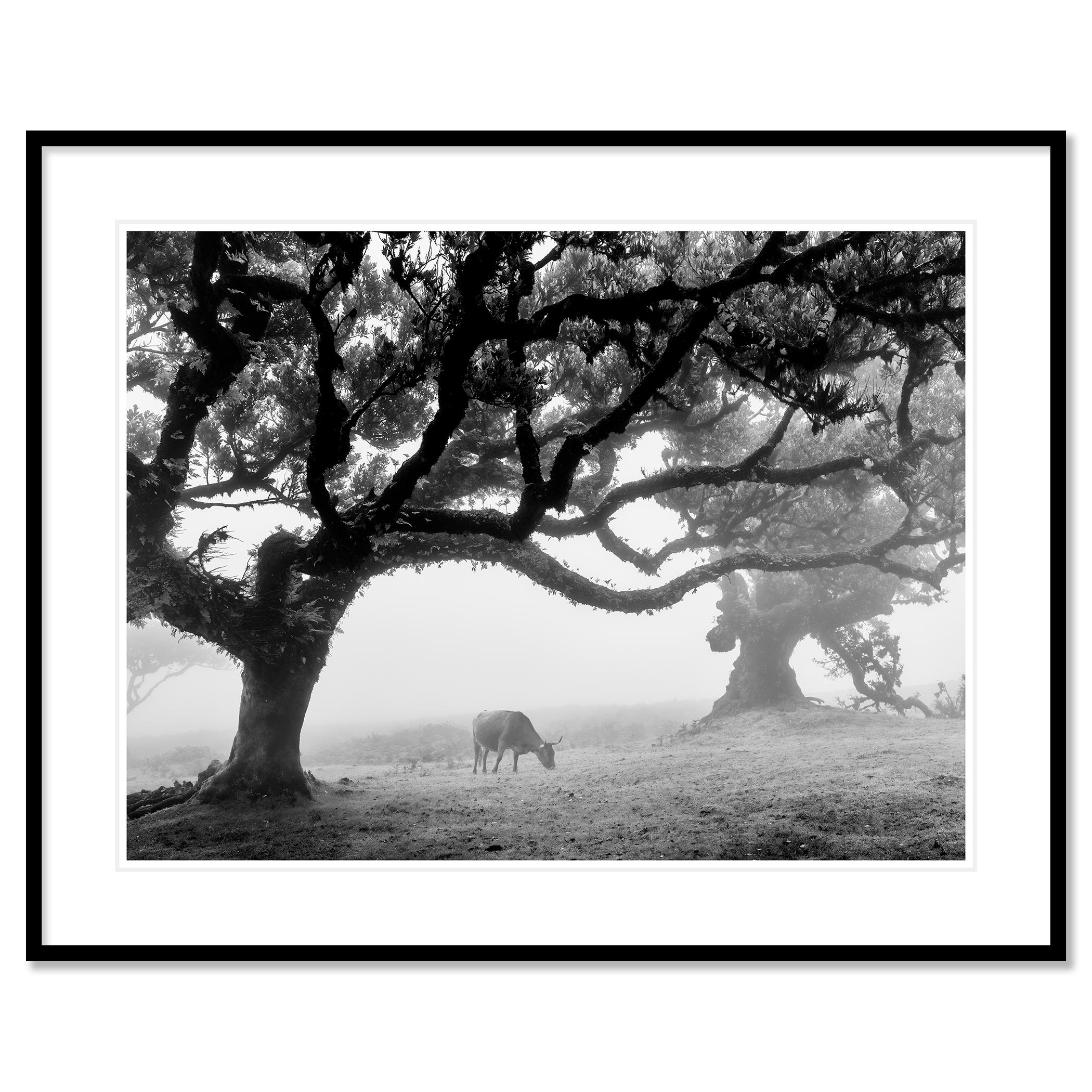 Mucche sul pascolo nebbioso, Madeira, fotografia in bianco e nero, paesaggio, arte - Black and White Photograph Nero di Gerald Berghammer
