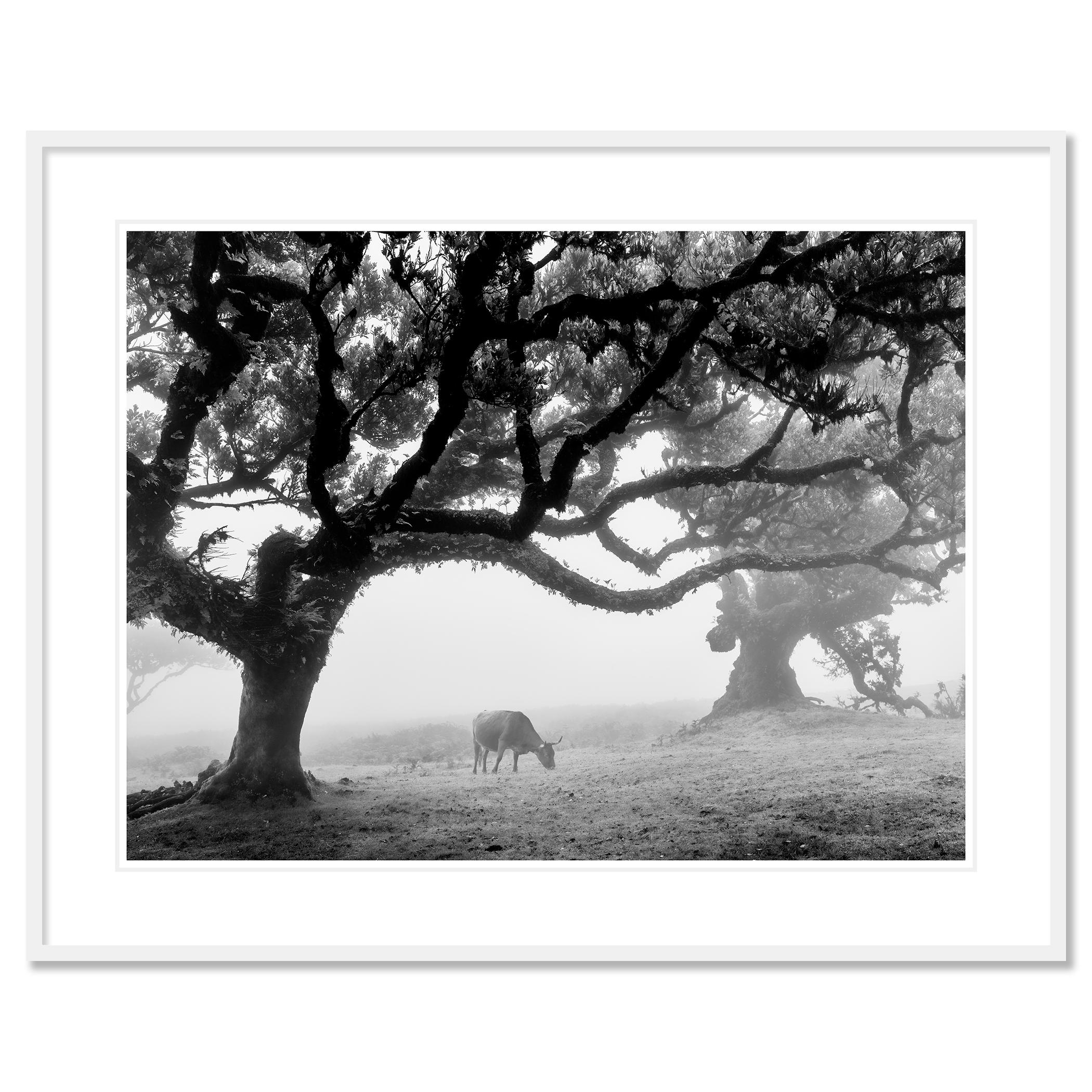 Fotografia paesaggistica in bianco e nero. Bosco fatato di madeira nella nebbia con mucche e alberi storti, Fanal, Portogallo. Stampa con inchiostro a pigmenti d'archivio in edizione limitata di 7 esemplari. Tutte le stampe di Gerald Berghammer sono