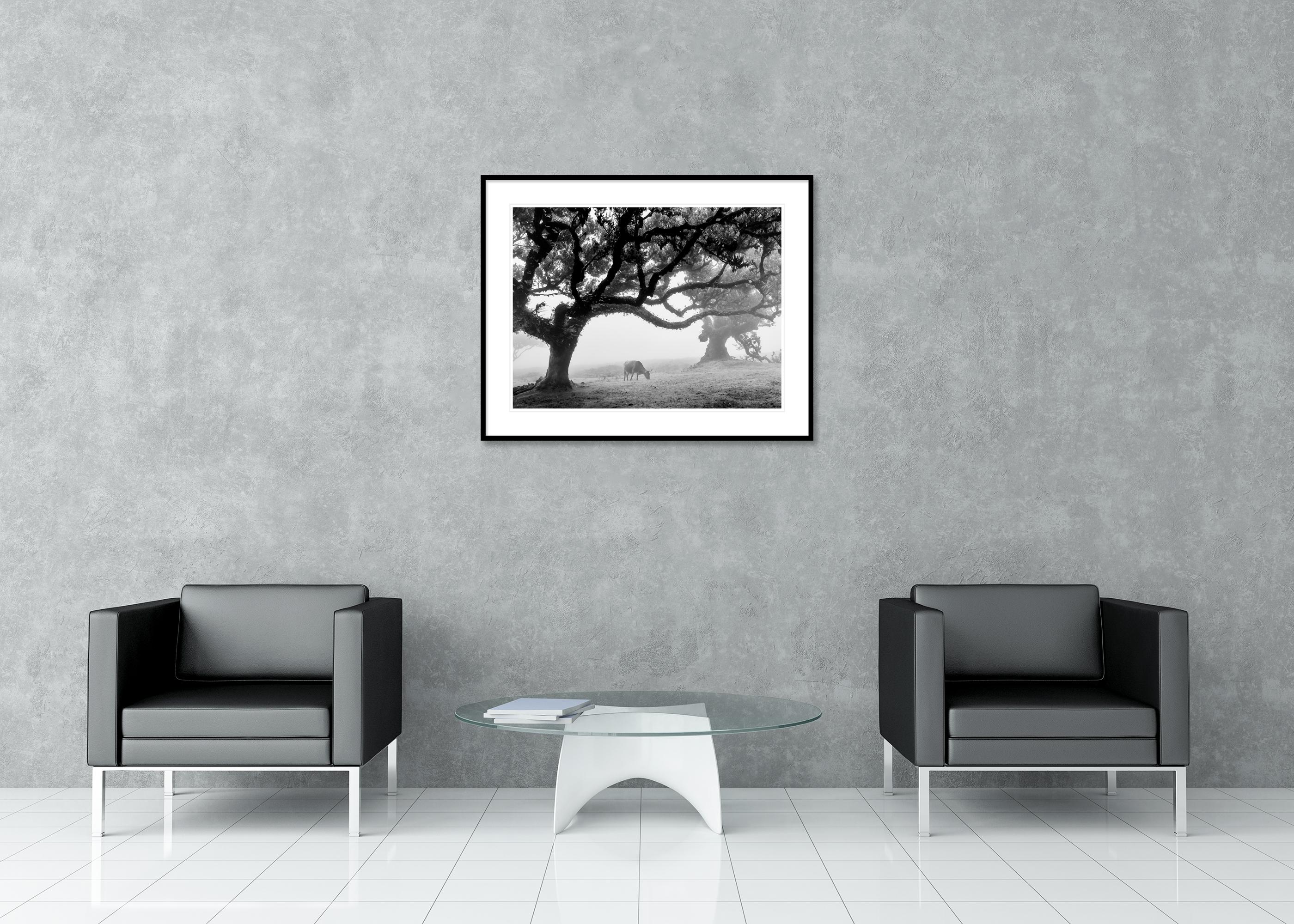 Mucche sul pascolo nebbioso, Madeira, fotografia in bianco e nero, paesaggio, arte in vendita 1