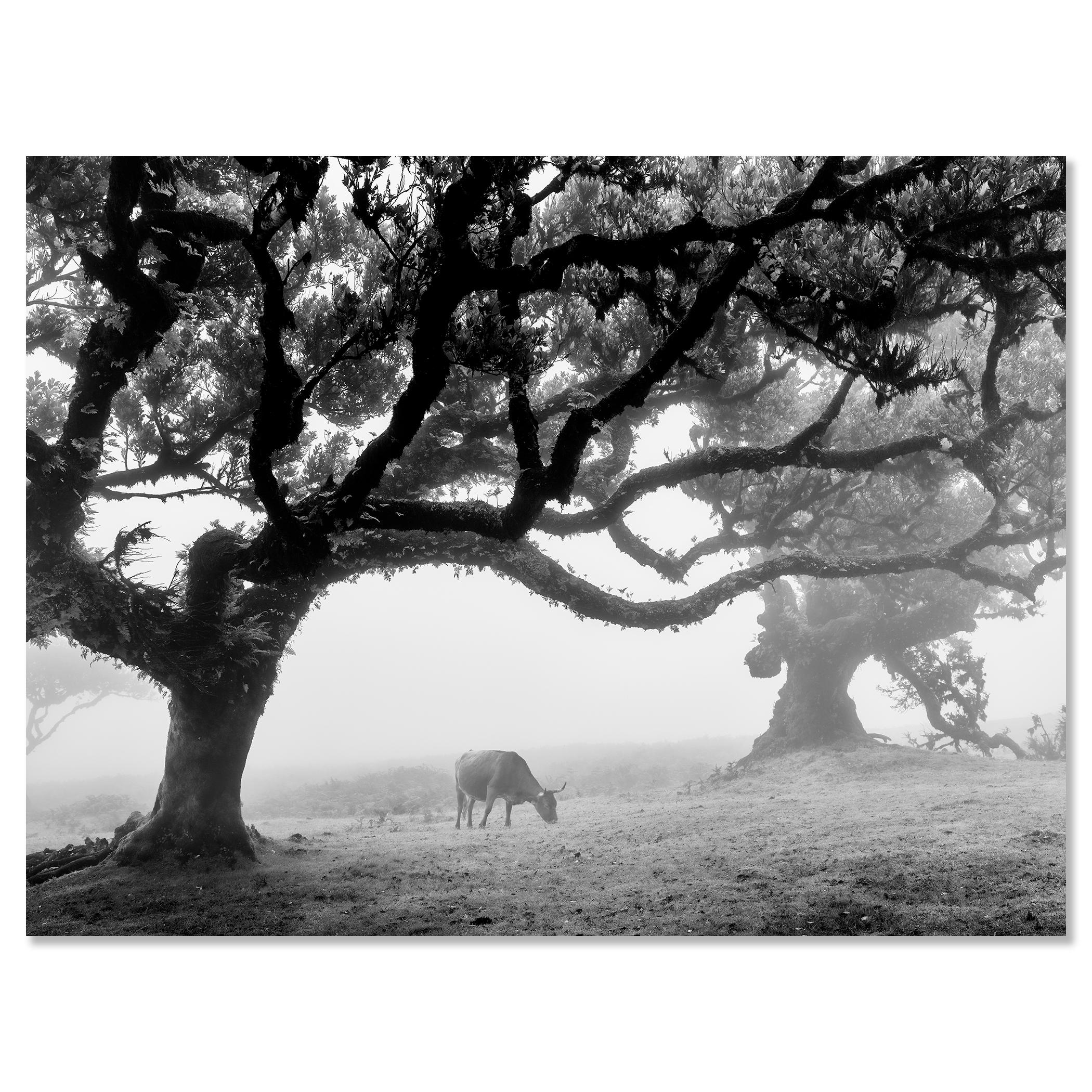 Mucche sul pascolo nebbioso, Madeira, fotografia in bianco e nero, paesaggio, arte in vendita 2
