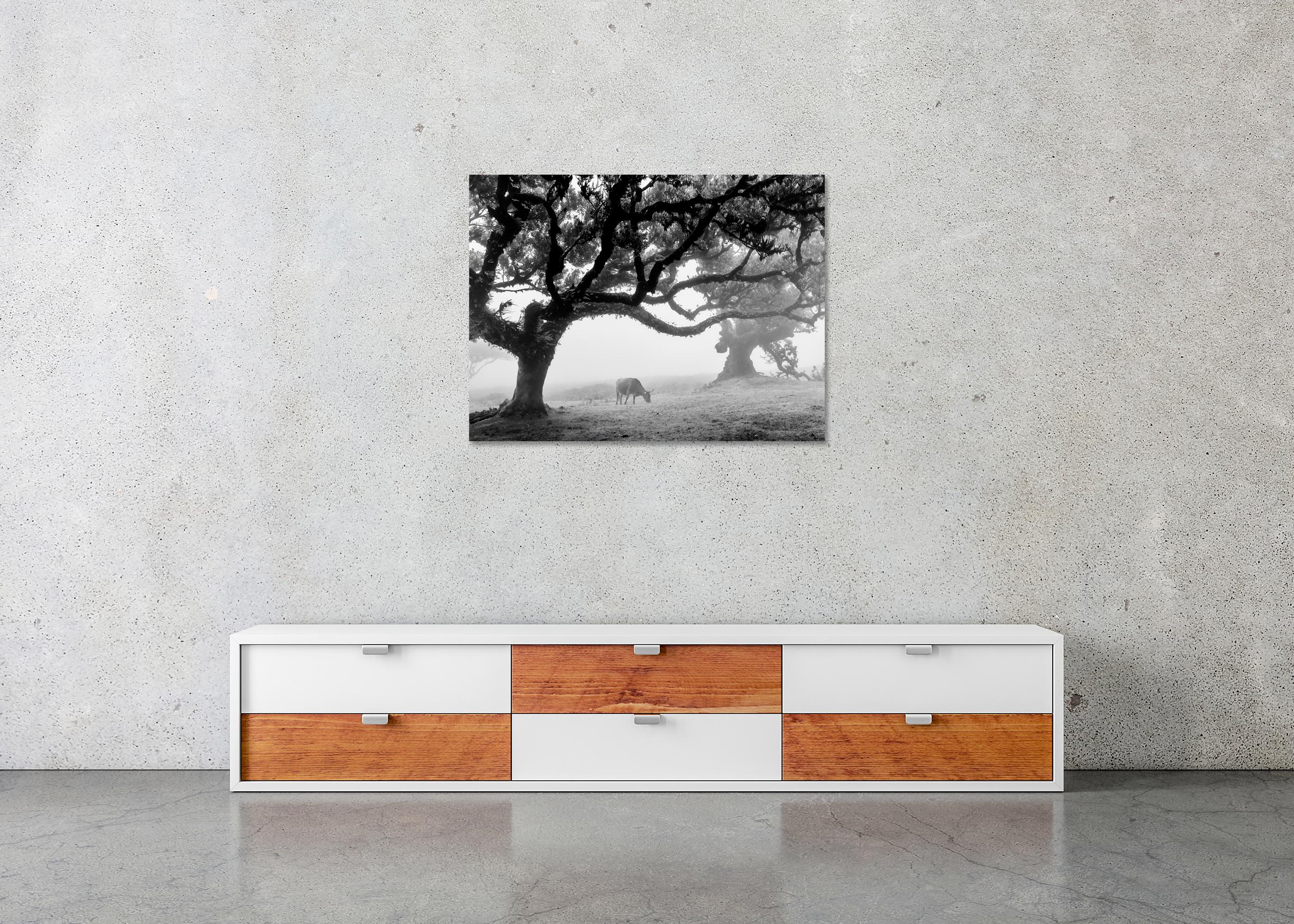 Mucche sul pascolo nebbioso, Madeira, fotografia in bianco e nero, paesaggio, arte in vendita 3