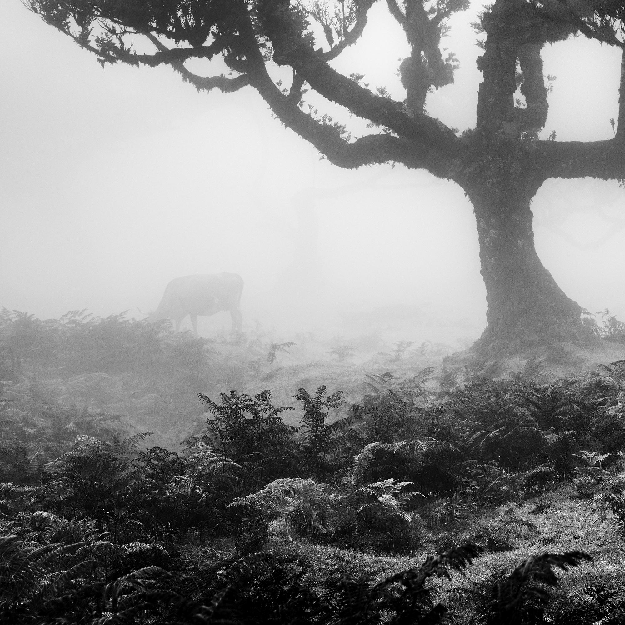 Cows on the foggy Pasture, fairy Forest, black and white photography, landscape For Sale 4