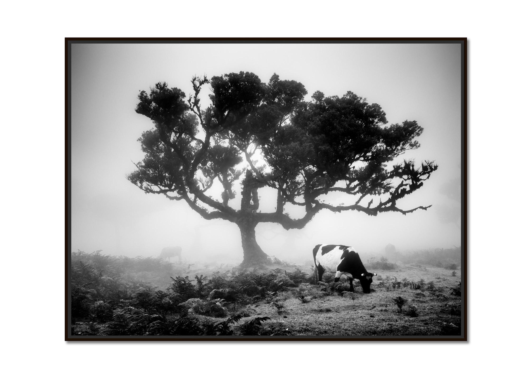 Cows on the foggy Pasture, fairy Forest, black and white photography, landscape - Photograph by Gerald Berghammer