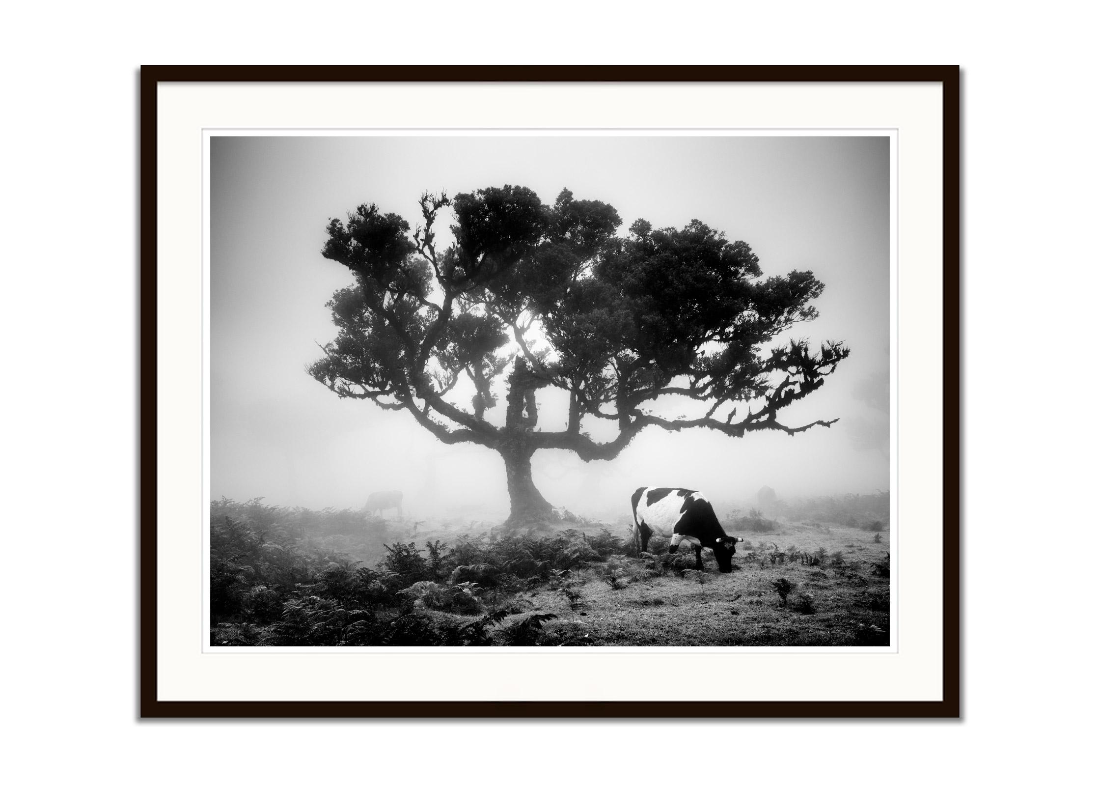 Cows on the foggy Pasture, fairy Forest, black and white photography, landscape - Contemporary Photograph by Gerald Berghammer