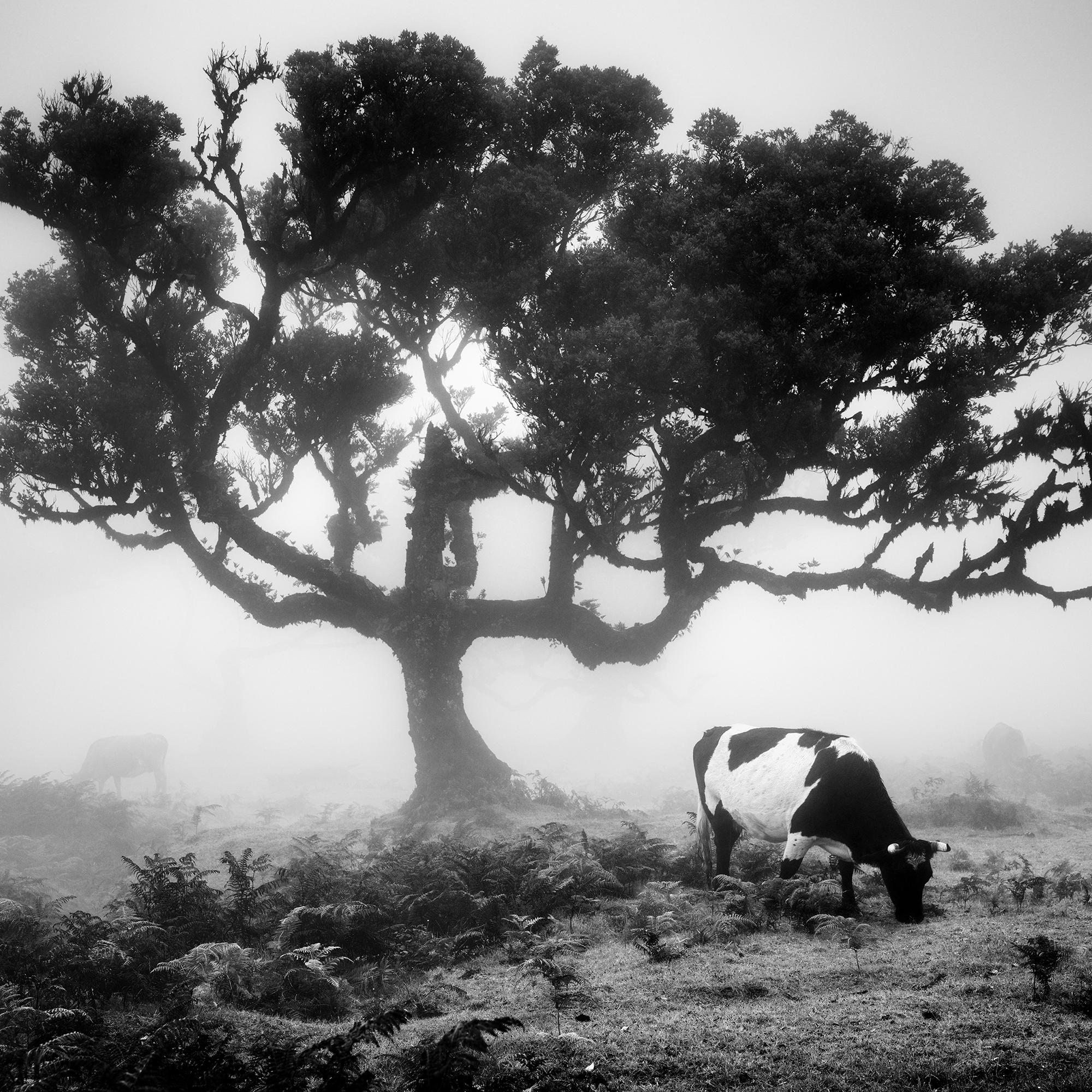Cows on the foggy Pasture, fairy Forest, black and white photography, landscape For Sale 2