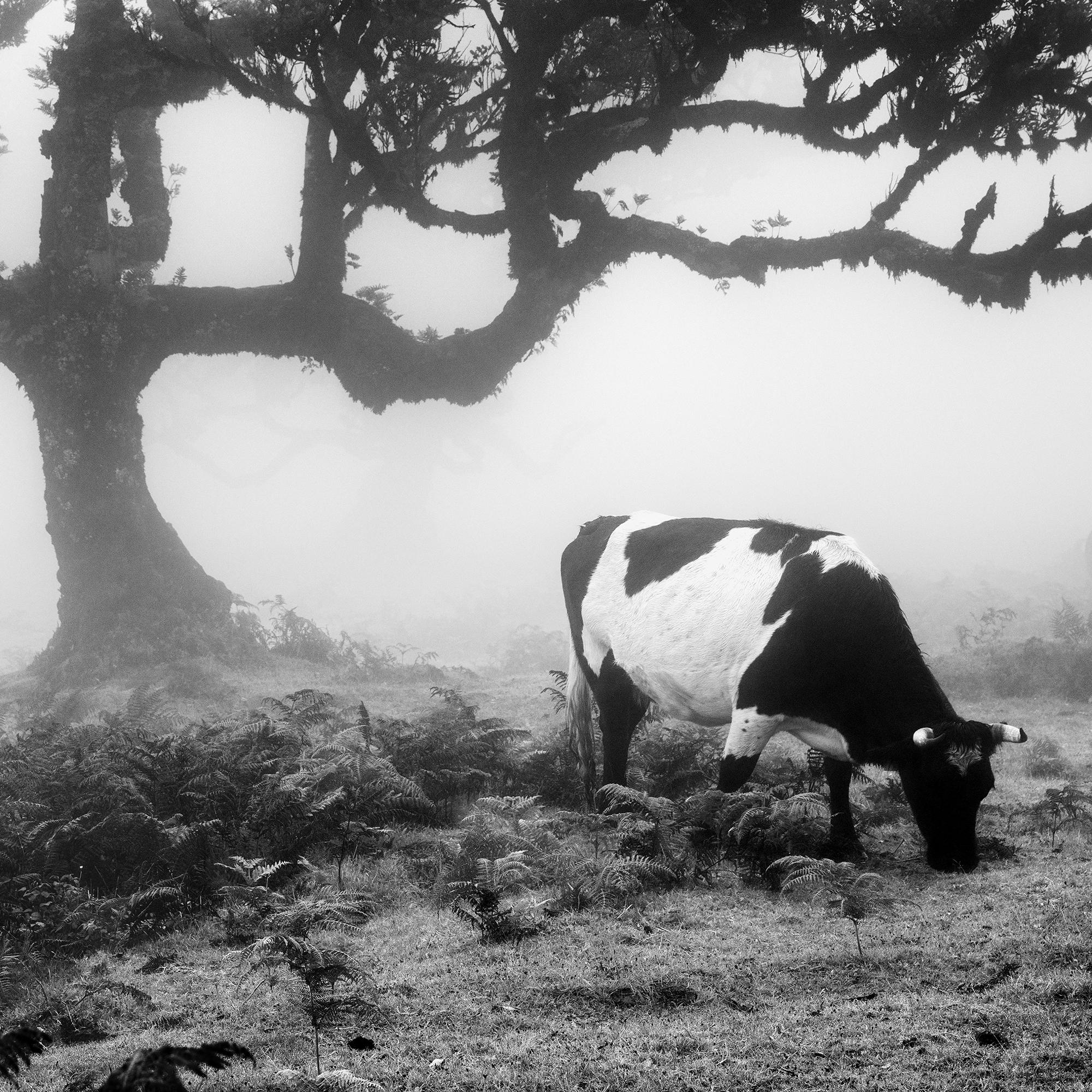 Cows on the foggy Pasture, fairy Forest, black and white photography, landscape For Sale 3