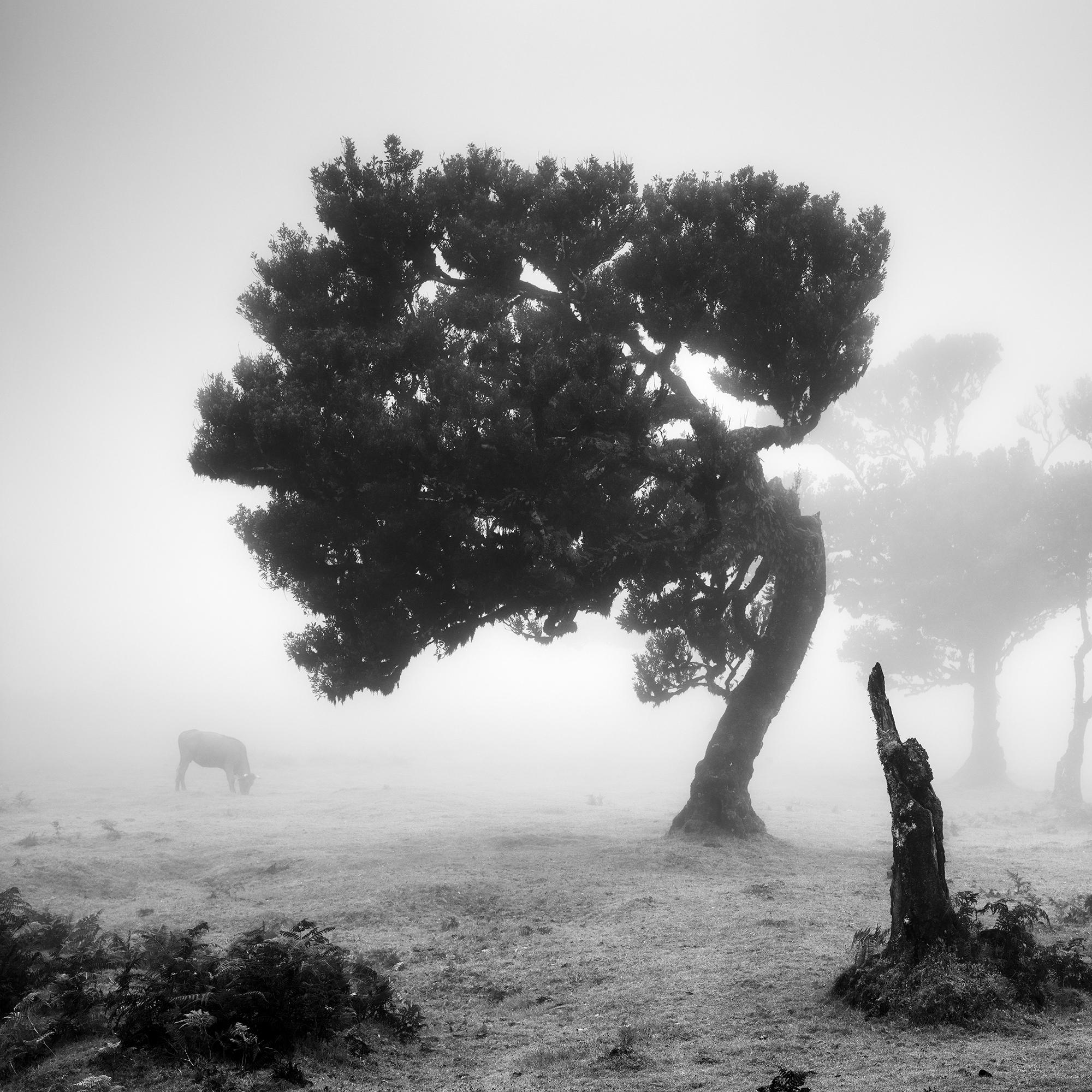 Vaches sur le pâturage brumeux, forêt brumeuse, photographie en noir et blanc, paysage en vente 5