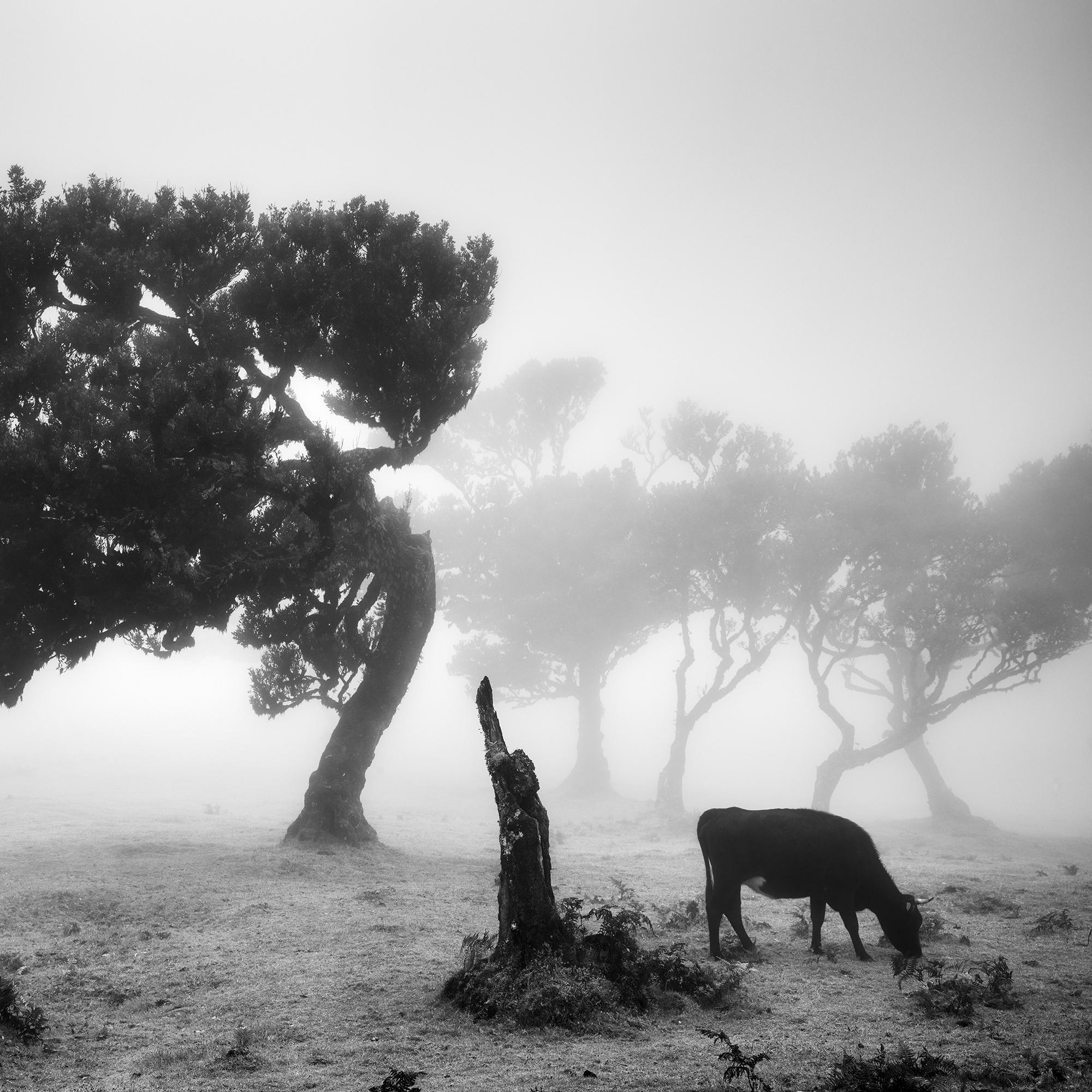 Vaches sur le pâturage brumeux, forêt brumeuse, photographie en noir et blanc, paysage en vente 6