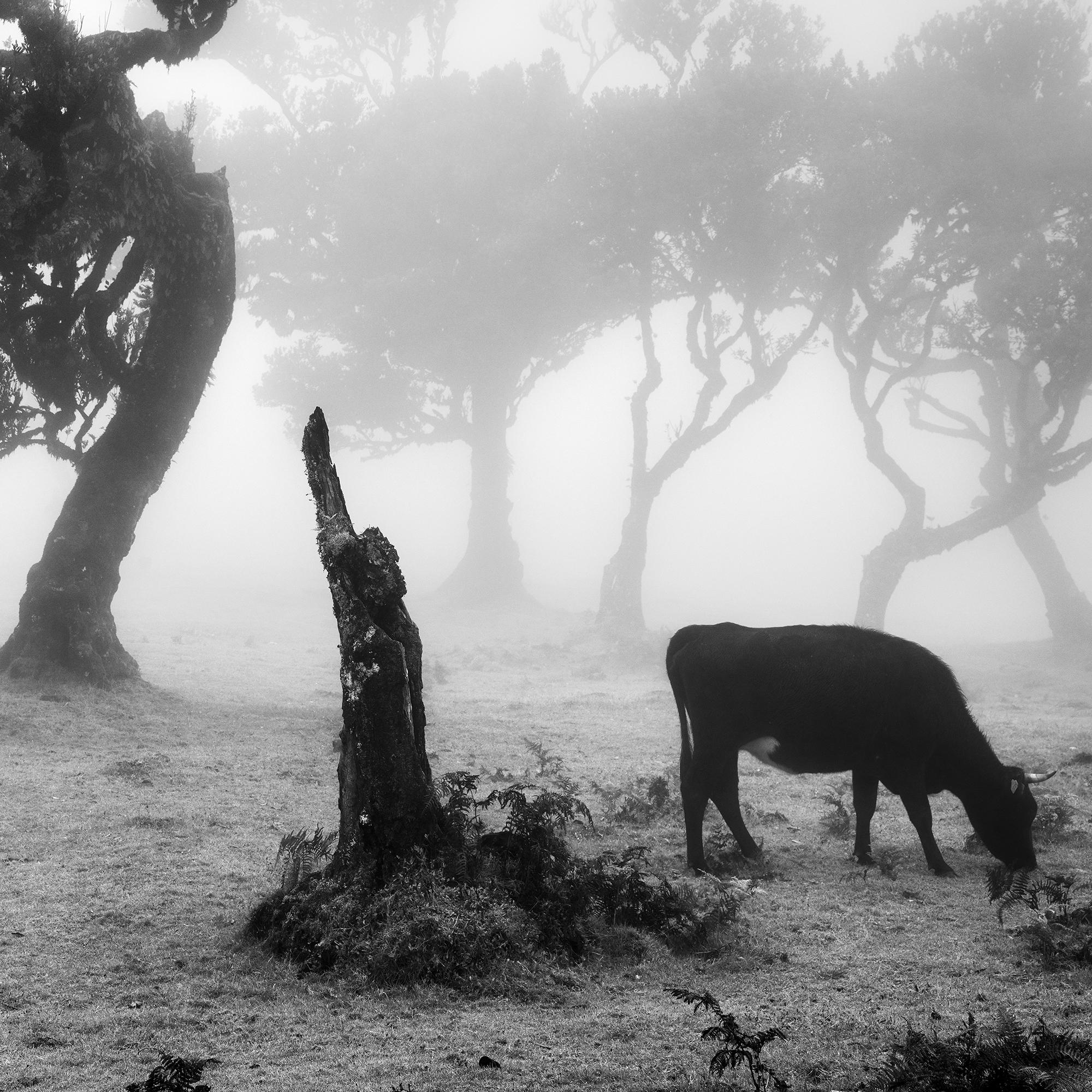 Vaches sur le pâturage brumeux, forêt brumeuse, photographie en noir et blanc, paysage en vente 7