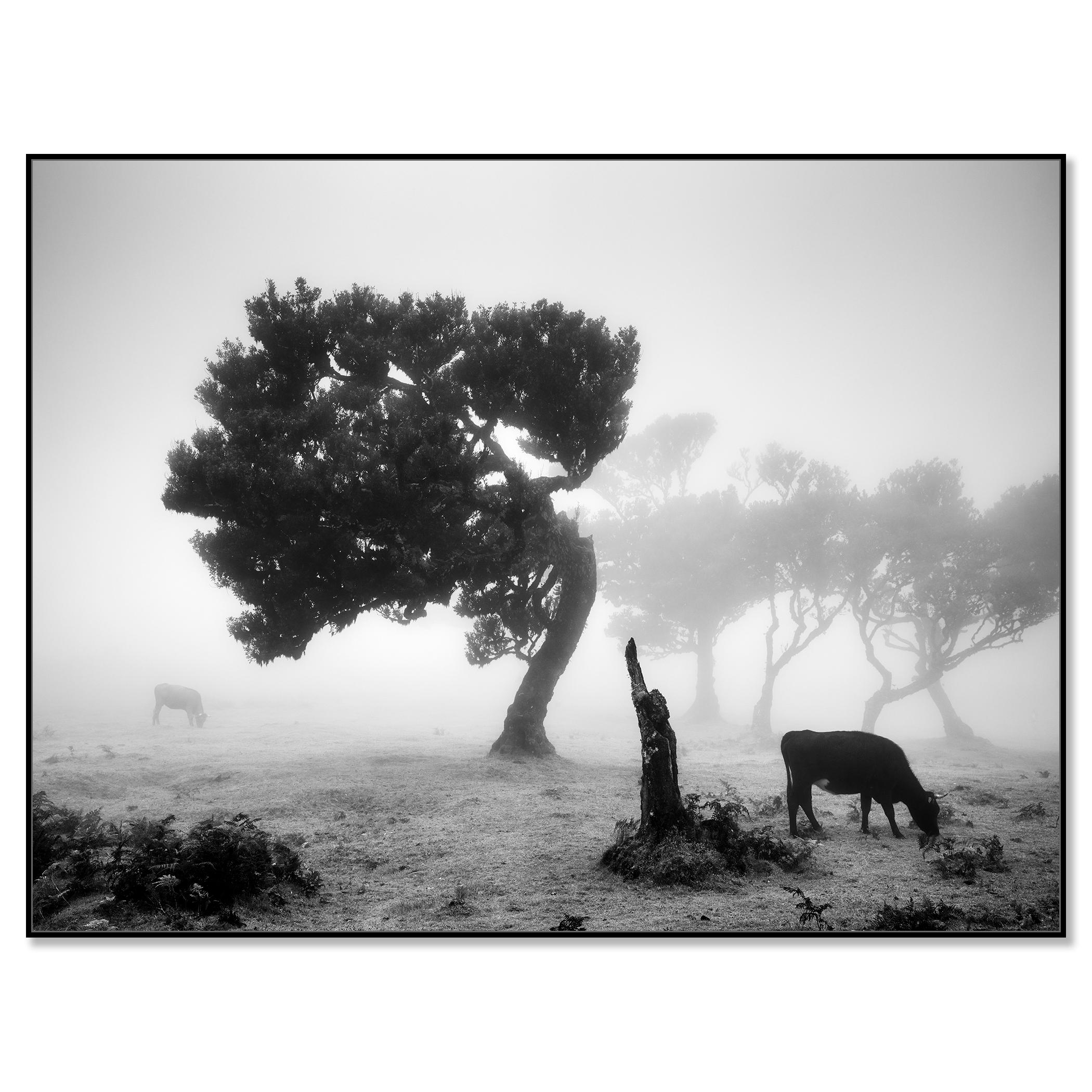 Vaches sur le pâturage brumeux, forêt brumeuse, photographie en noir et blanc, paysage - Photograph de Gerald Berghammer