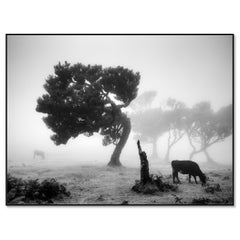 Cows on a Foggy Pasture, Misty Forest — Black and White Photography Print