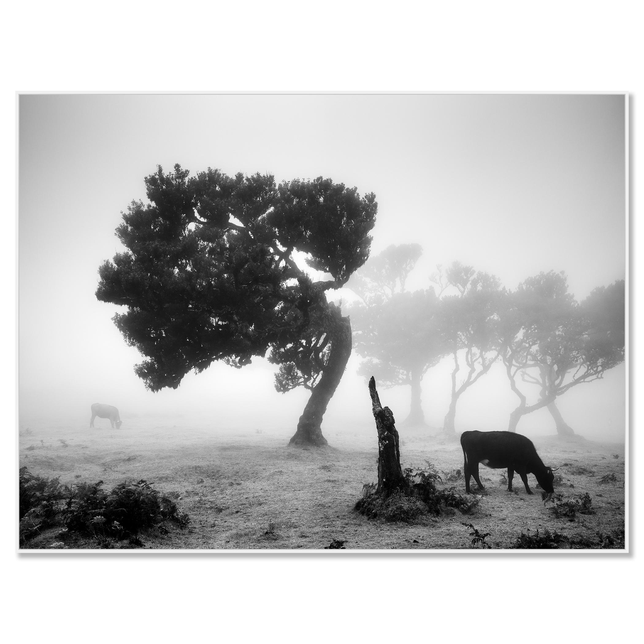 Vaches sur le pâturage brumeux, forêt brumeuse, photographie en noir et blanc, paysage - Contemporain Photograph par Gerald Berghammer