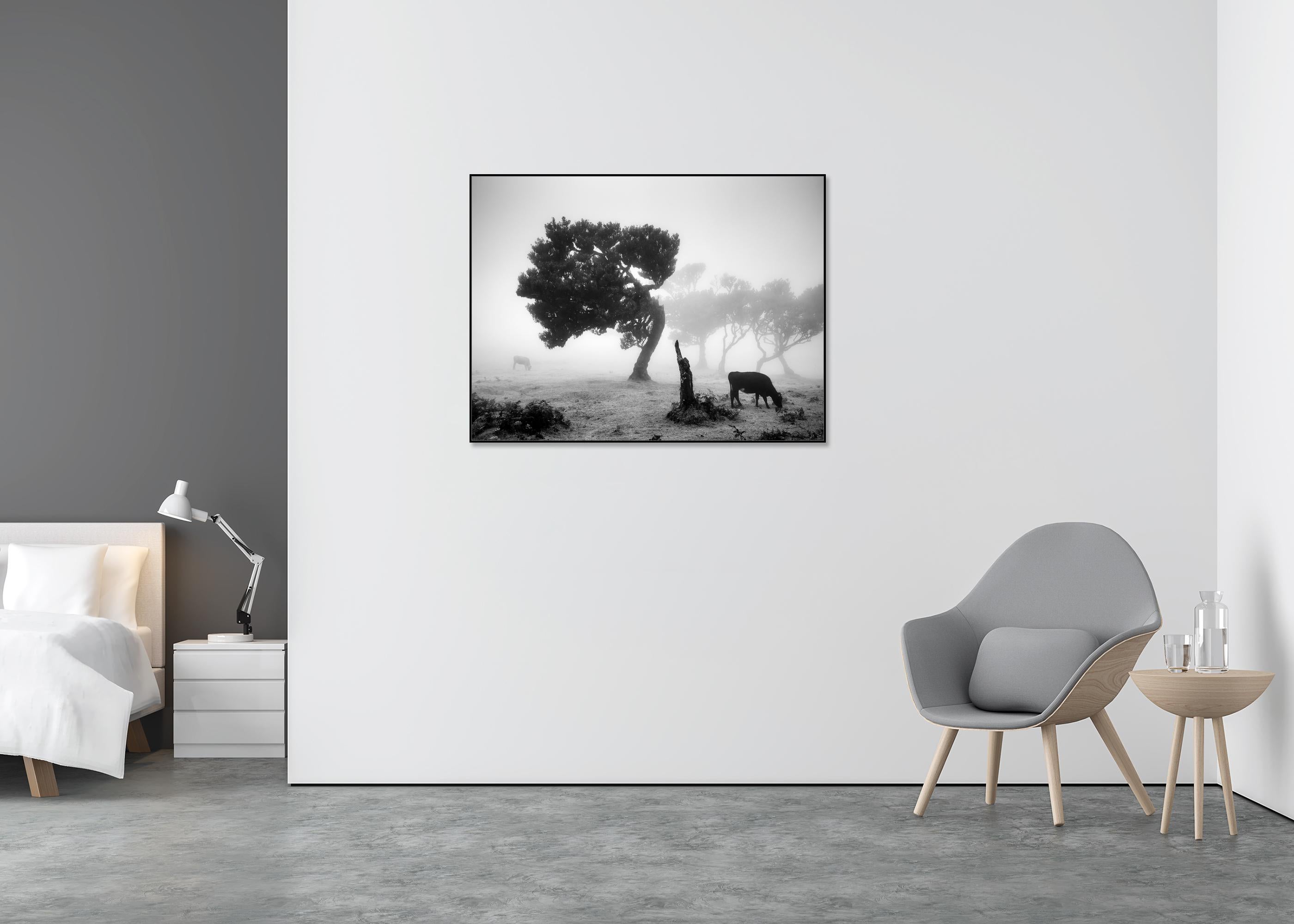 Vaches sur le pâturage brumeux, forêt brumeuse, photographie en noir et blanc, paysage - Gris Black and White Photograph par Gerald Berghammer