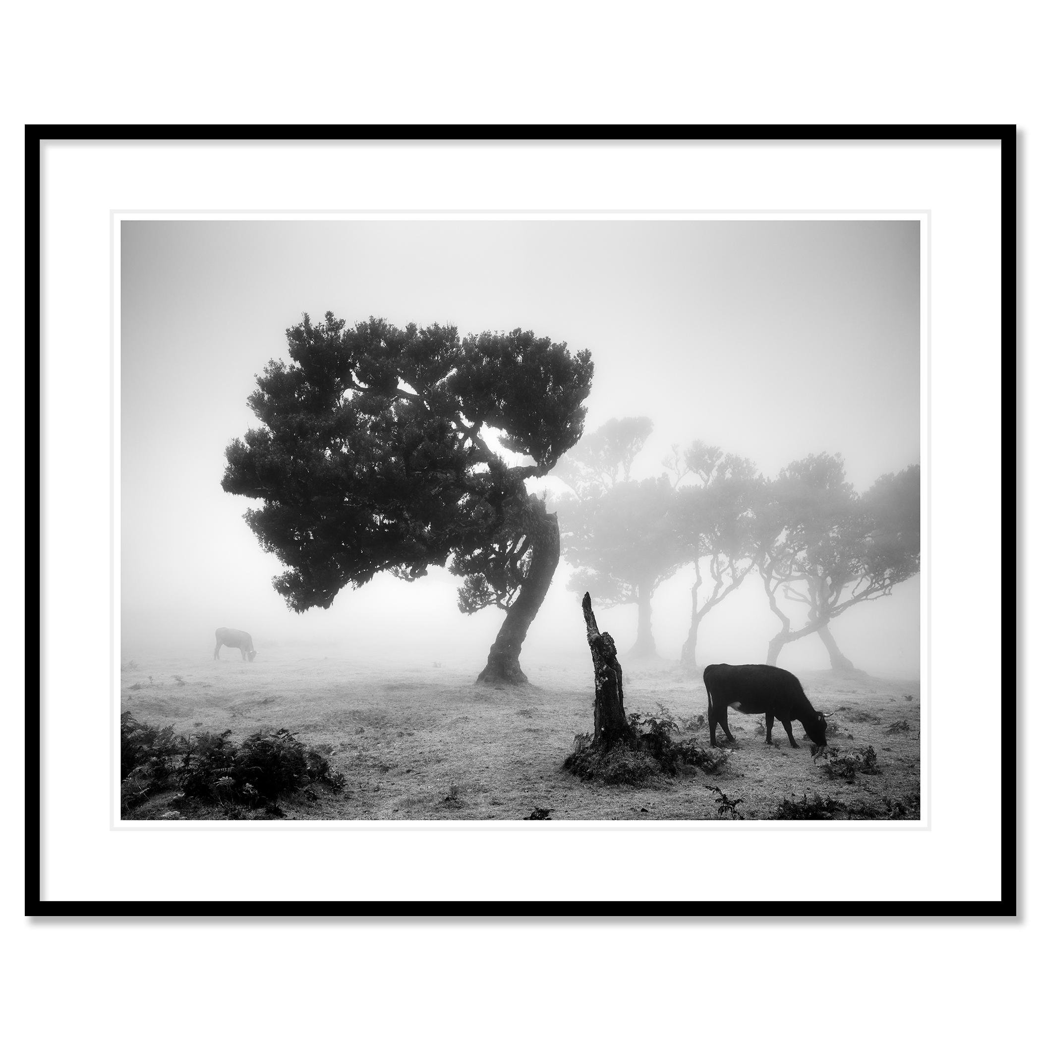 Photographie de paysage en noir et blanc. Forêt féerique de Madère dans le brouillard avec des vaches et des arbres tordus, Fanal, Portugal. Épreuve à l'encre pigmentaire d'archives, édition de 8 exemplaires. Signée, titrée, datée et numérotée par