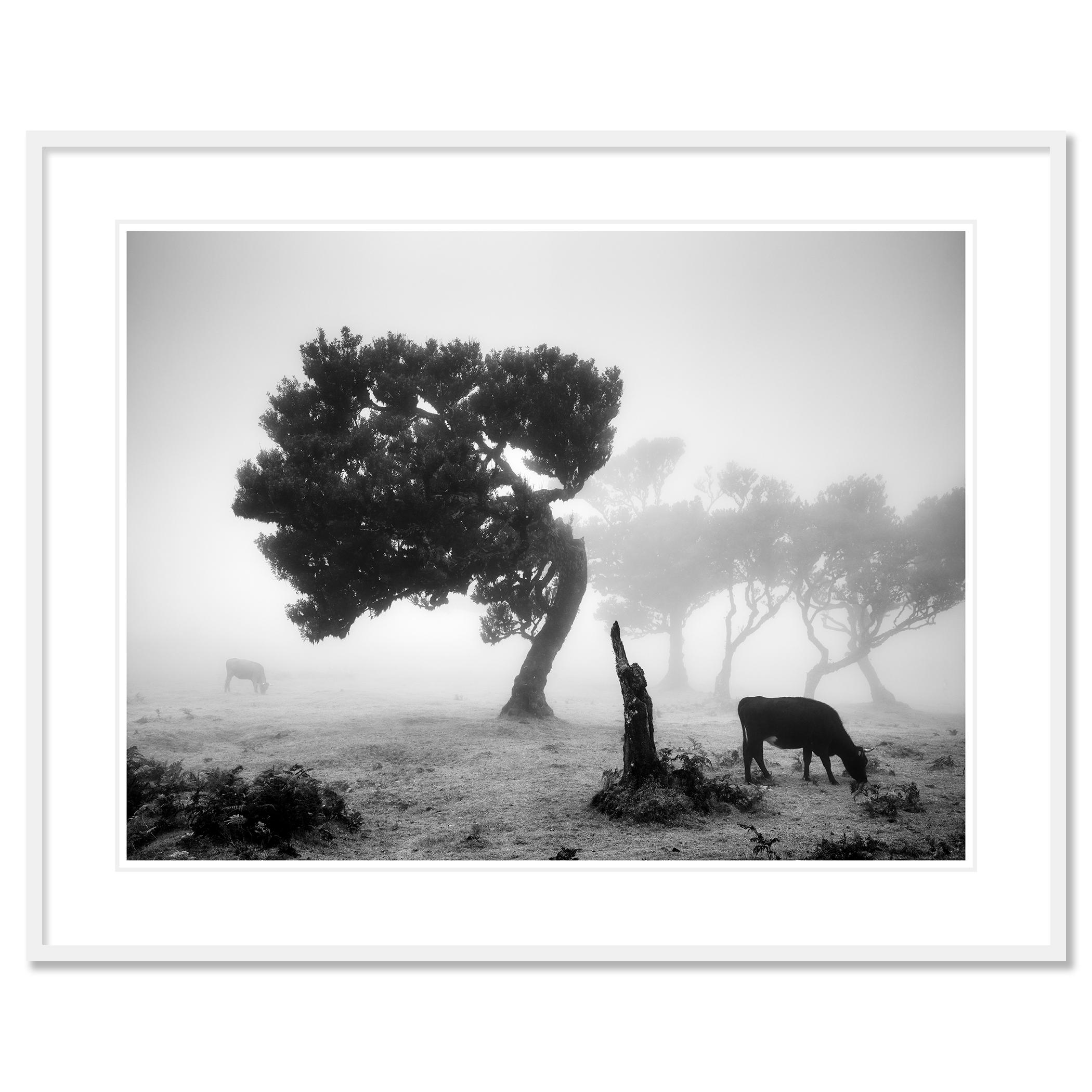 Vaches sur le pâturage brumeux, forêt brumeuse, photographie en noir et blanc, paysage en vente 1