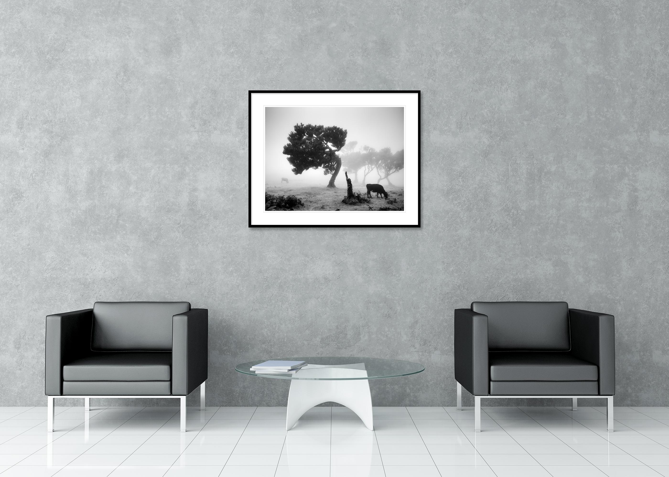 Vaches sur le pâturage brumeux, forêt brumeuse, photographie en noir et blanc, paysage en vente 2