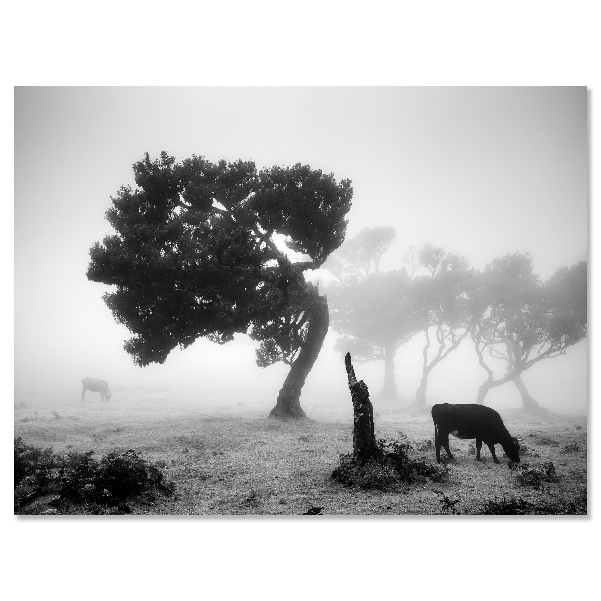 Vaches sur le pâturage brumeux, forêt brumeuse, photographie en noir et blanc, paysage en vente 3