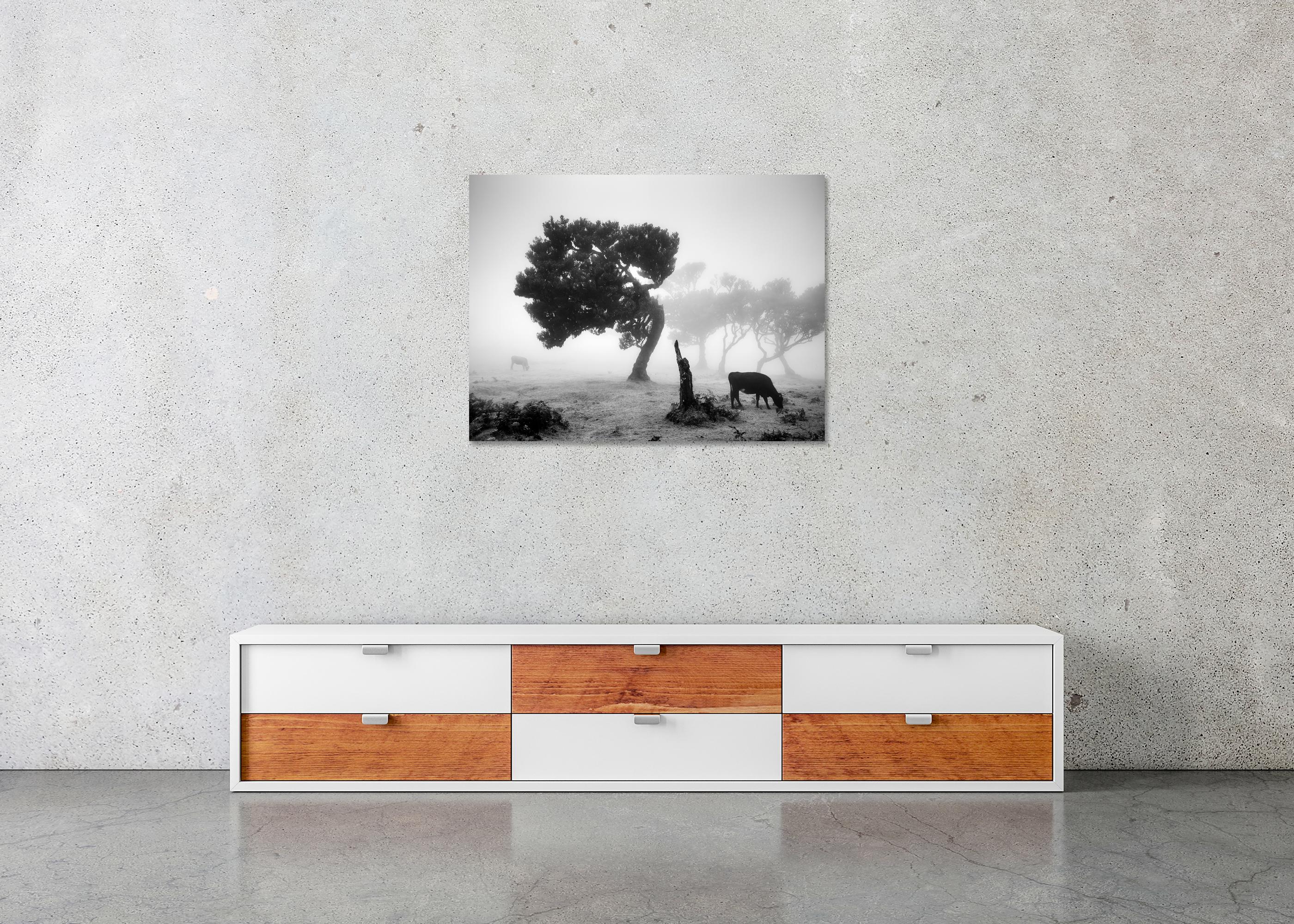 Vaches sur le pâturage brumeux, forêt brumeuse, photographie en noir et blanc, paysage en vente 4