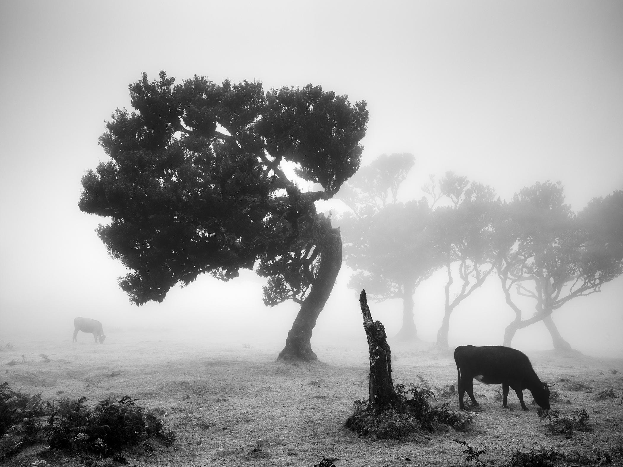 Vacas en el pasto brumoso, bosque brumoso, fotografía en blanco y negro, paisaje