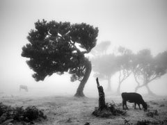 Vacas en el pasto brumoso, bosque brumoso, fotografía en blanco y negro, paisaje