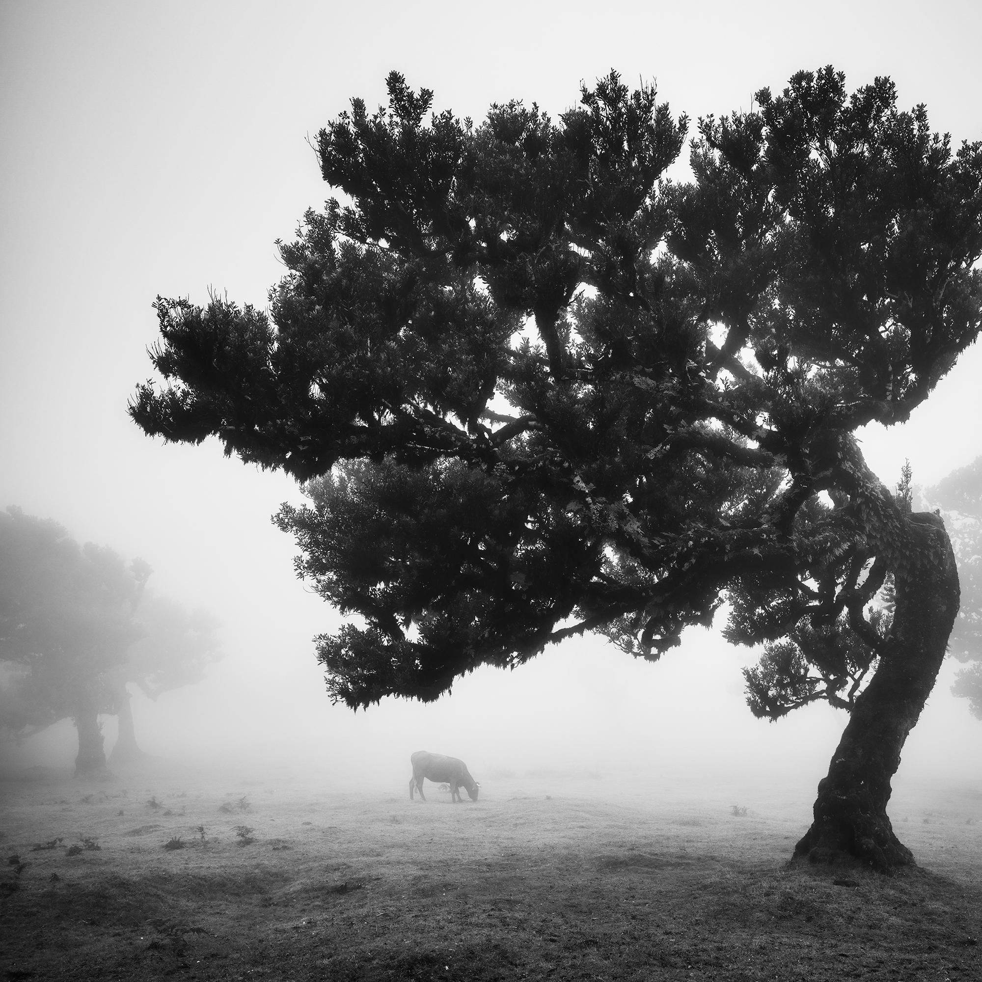 Cows on the foggy pasture, misty Morning, black and white photography, landscape For Sale 5