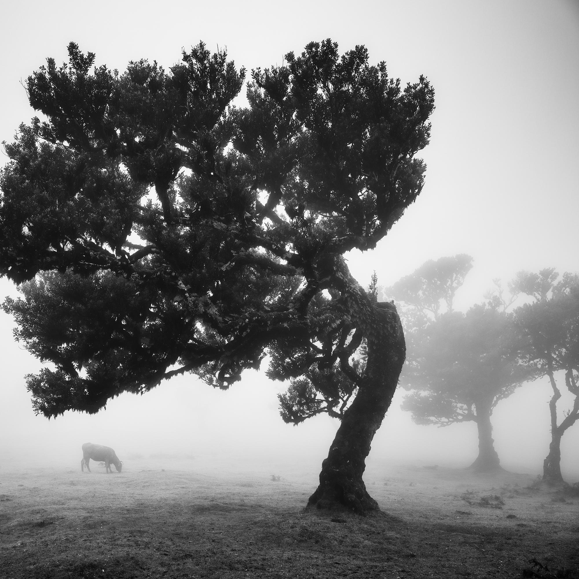 Cows on the foggy pasture, misty Morning, black and white photography, landscape For Sale 6