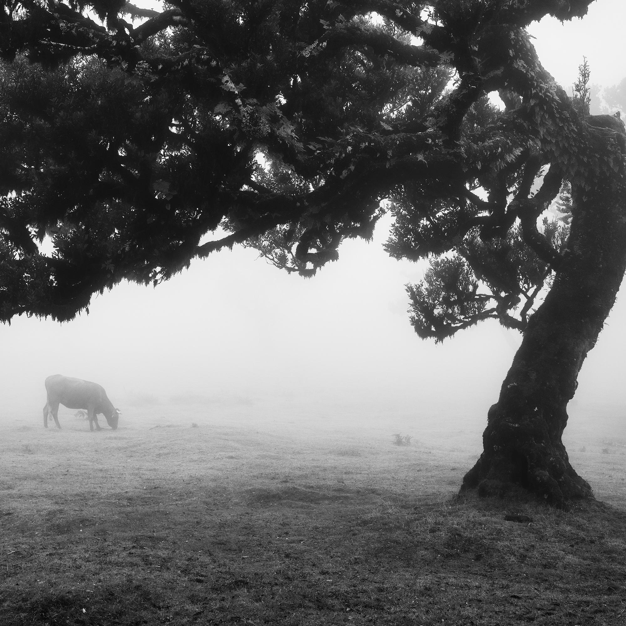 Cows on the foggy pasture, misty Morning, black and white photography, landscape For Sale 7
