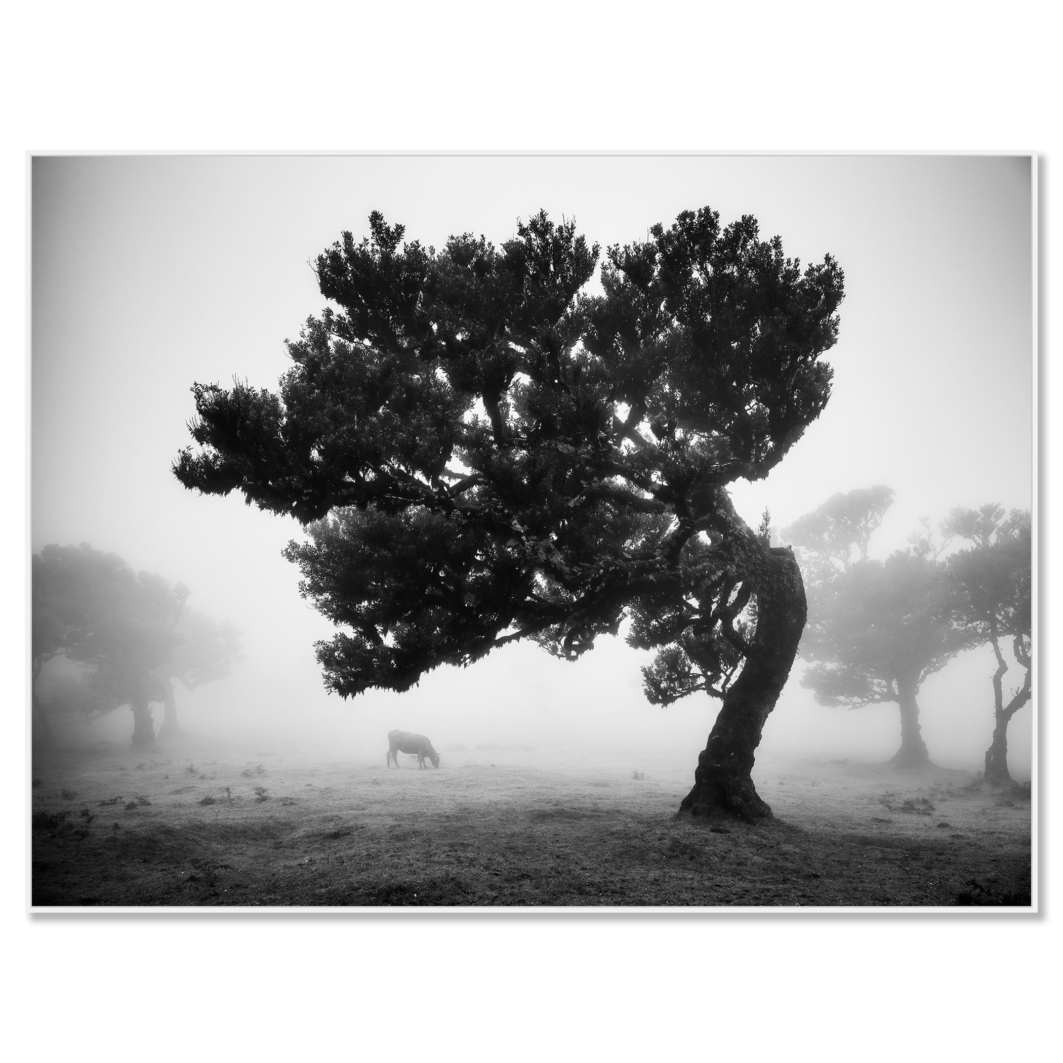 Cows on the foggy pasture, misty Morning, black and white photography, landscape - Photograph by Gerald Berghammer