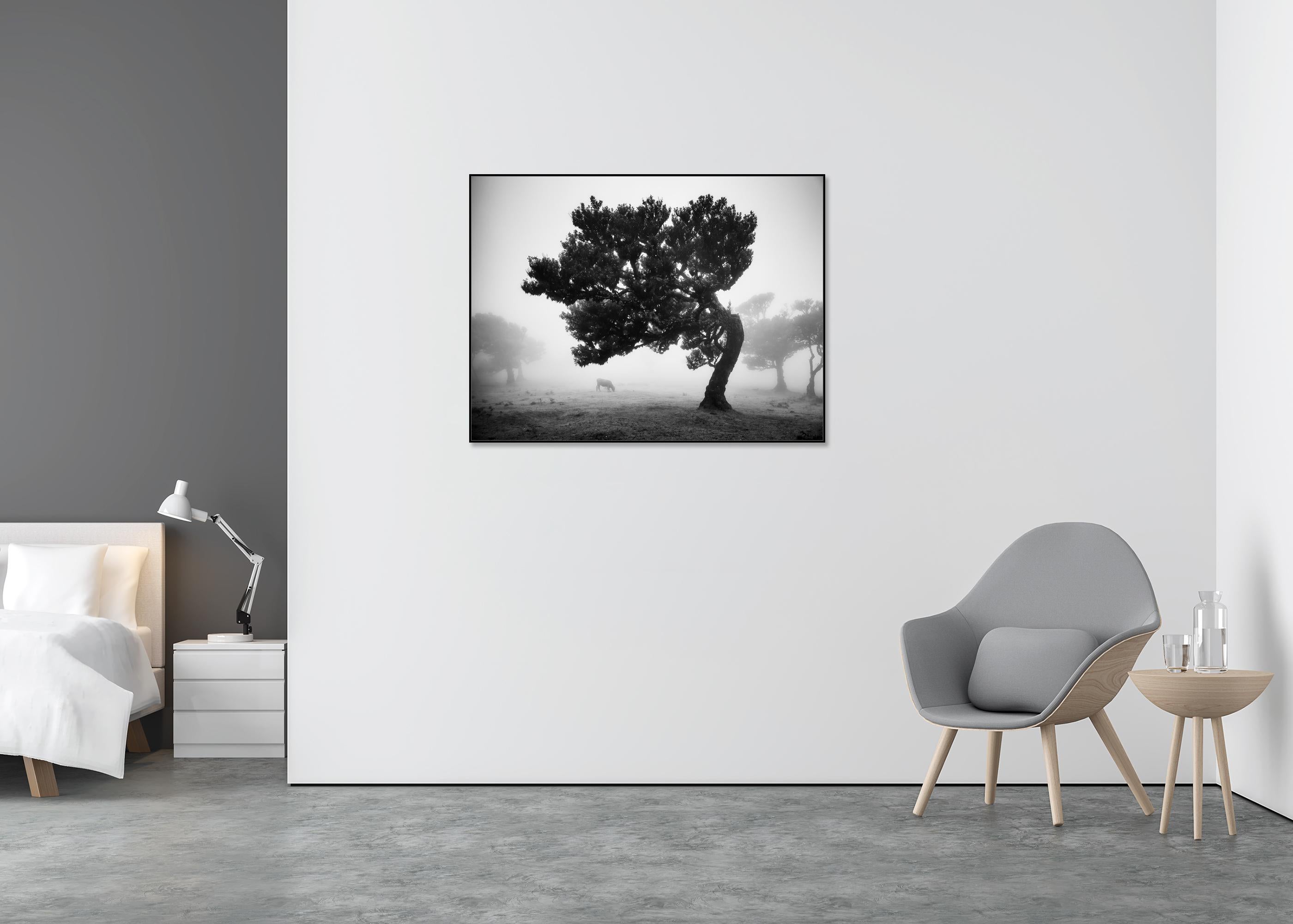 Cows on the foggy pasture, misty Morning, black and white photography, landscape - Gray Black and White Photograph by Gerald Berghammer