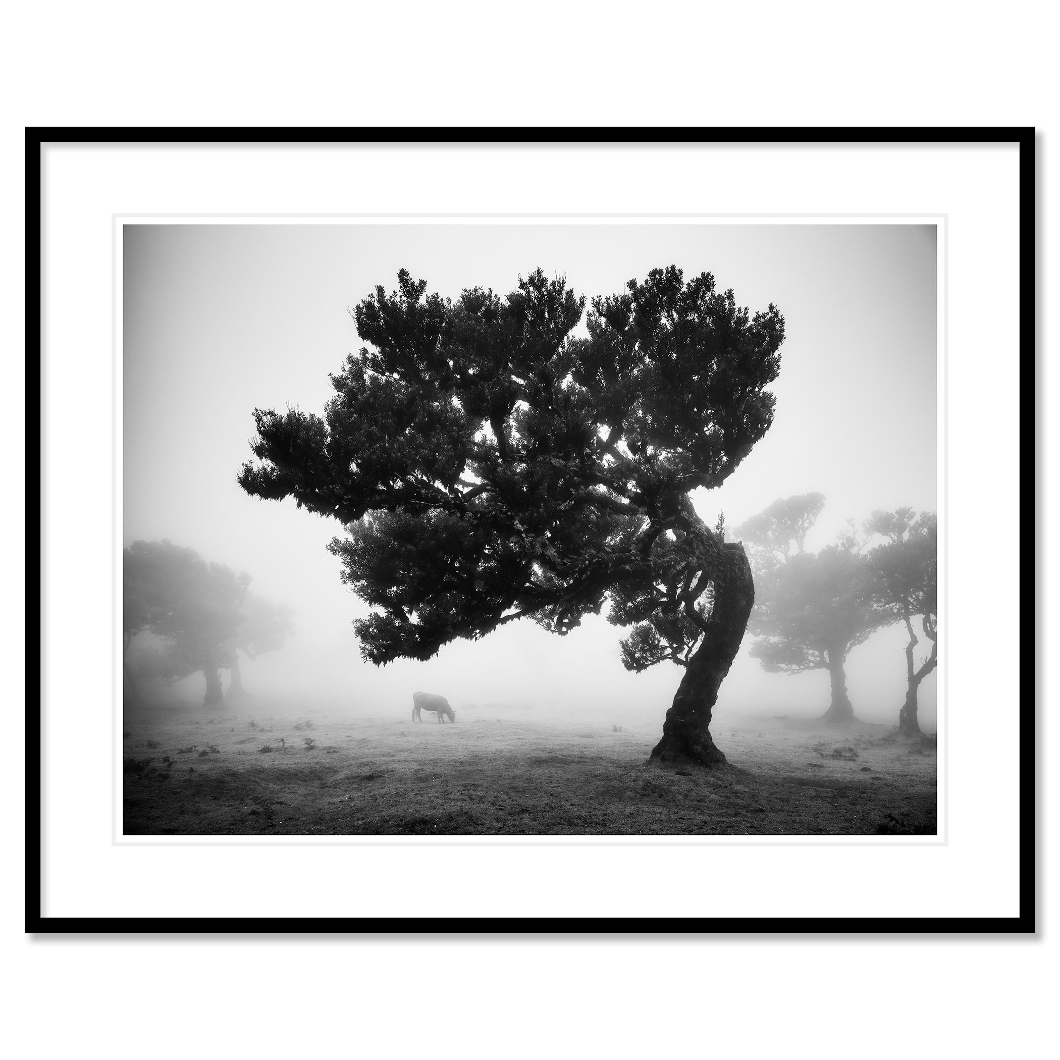 Ancient Laurisilva Forest Study 8, Portugal - no. 21031
Black and white fine art landscape photography. Fairy forest of madeira in the fog with cows and crooked trees, Fanal, Portugal. Archival pigment ink print, edition of 7. Signed, titled, dated
