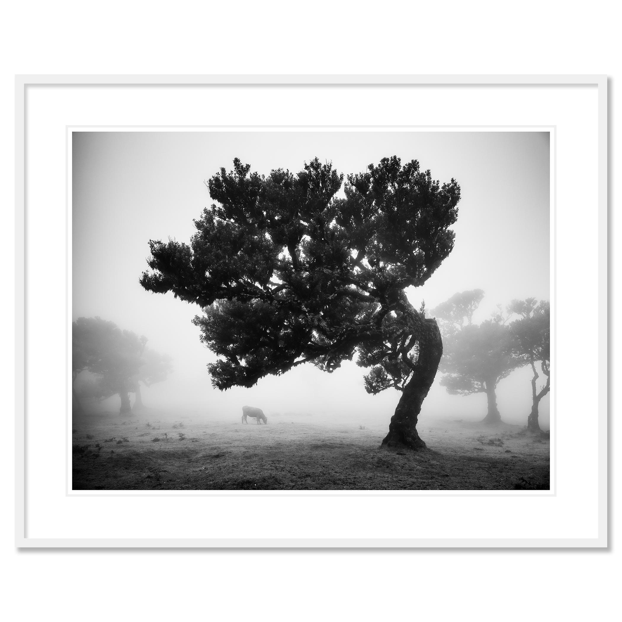 Cows on the foggy pasture, misty Morning, black and white photography, landscape For Sale 1